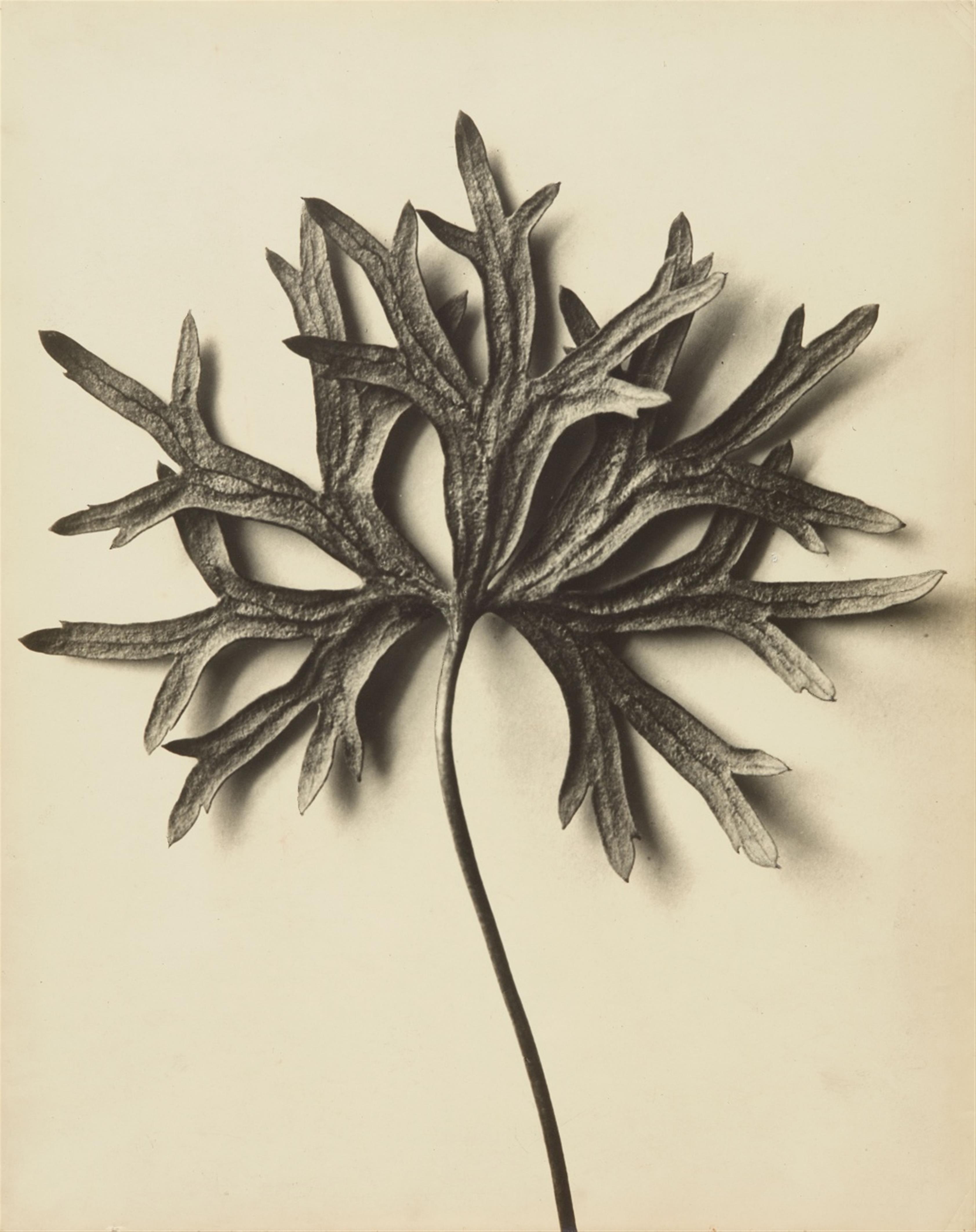 Karl Blossfeldt - Aconitum anthora (Eisenhut) - image-1