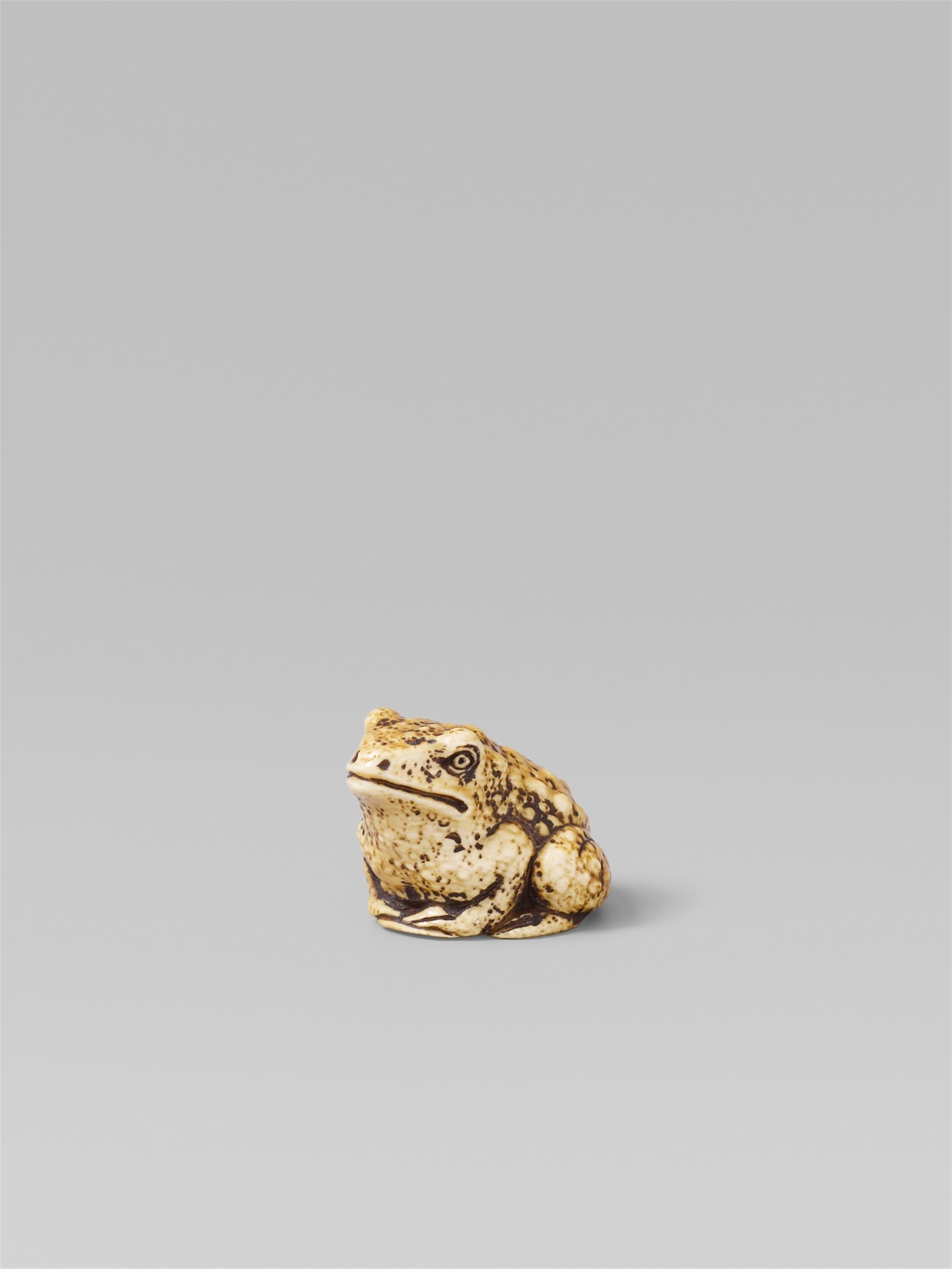 Two ivory netsuke of toads. Late 19th century - image-1