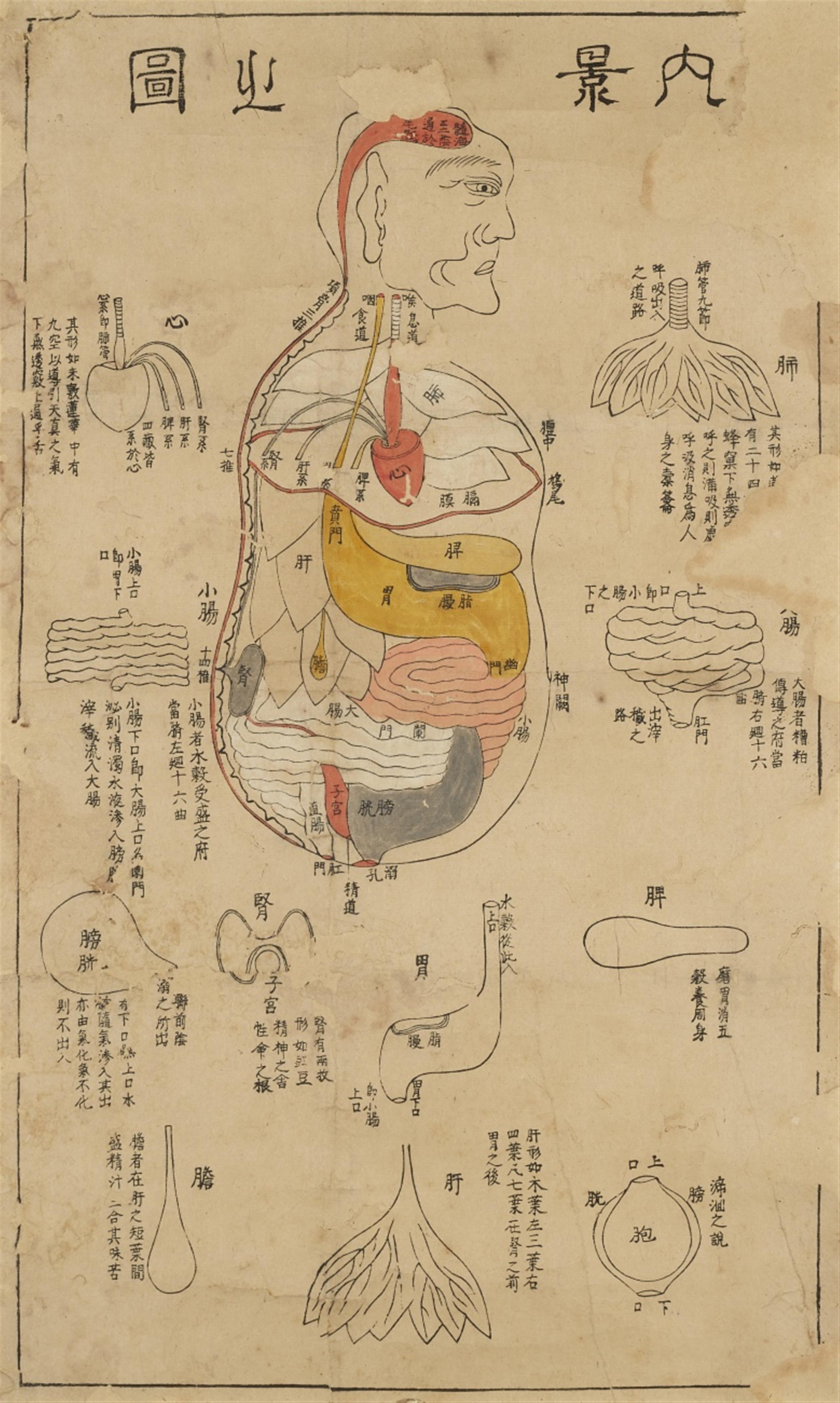 Anonymous painter . 19th/20th century - Three medical acupuncture diagrams with depicitions of the human body and its organs with all acupuncture points, meridians and channels. Ink and a few colours on paper. Wooden ... - image-1