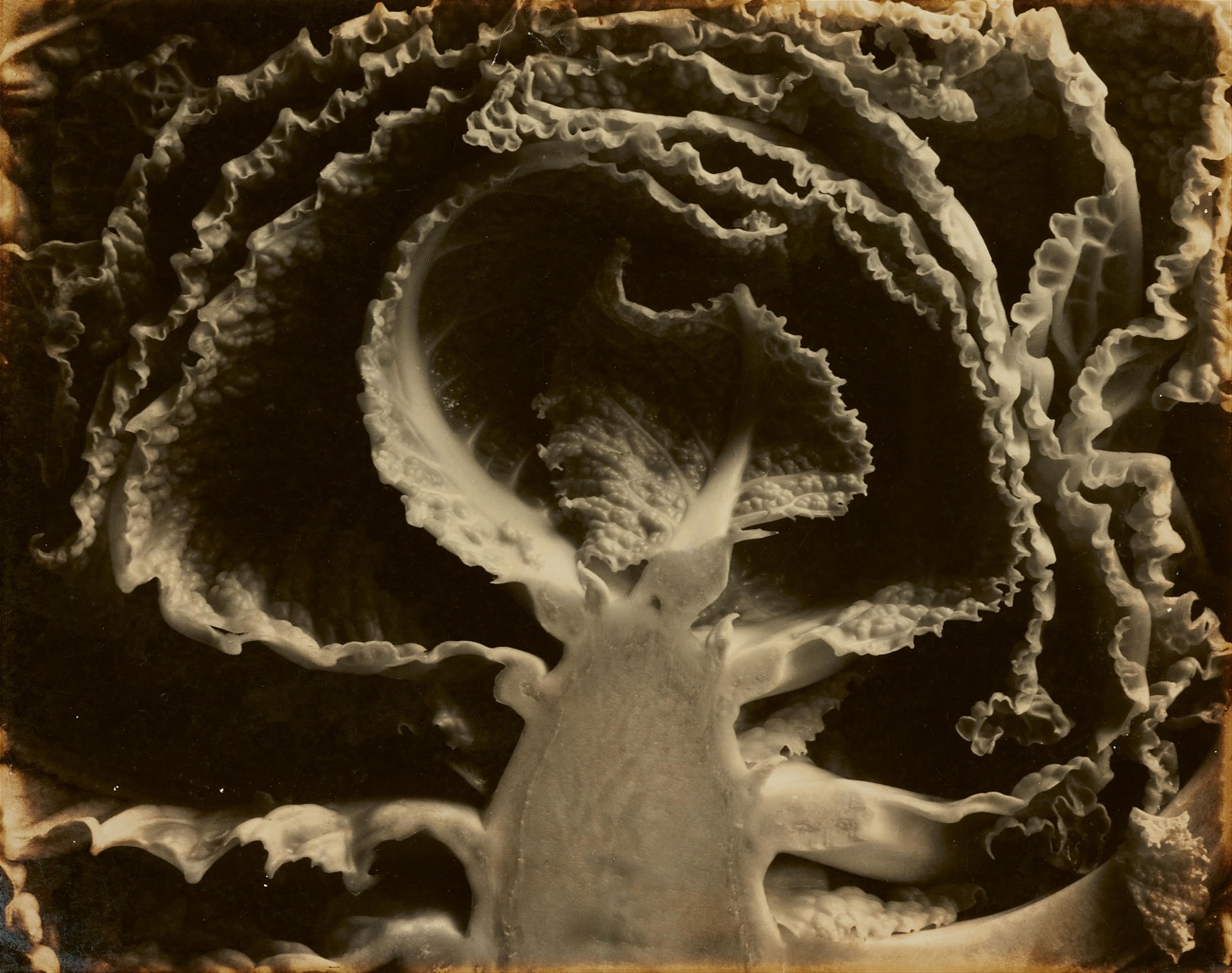 Edward Weston - Kale, halved - image-1