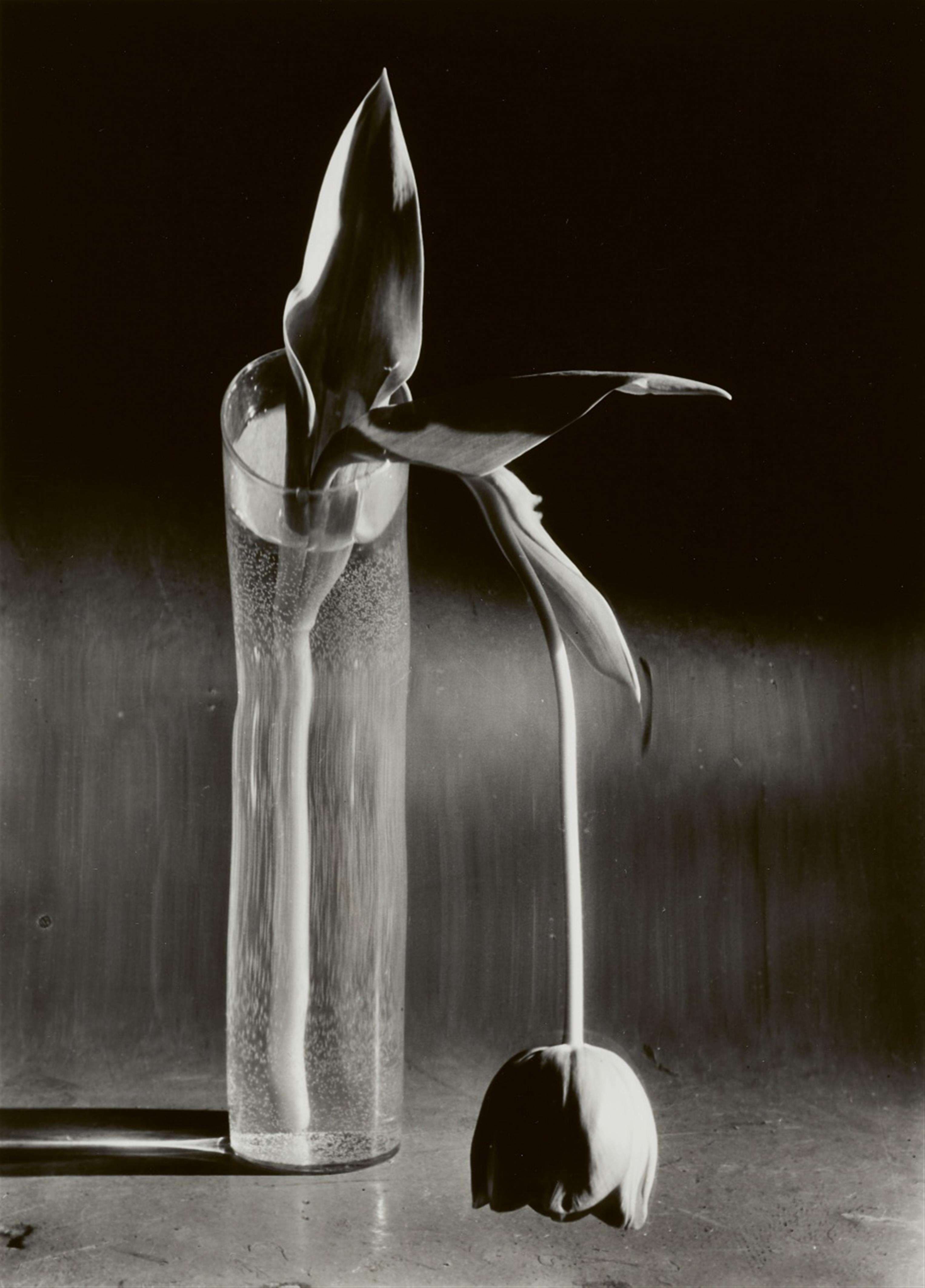 André Kertész - Melancholic Tulip - image-1
