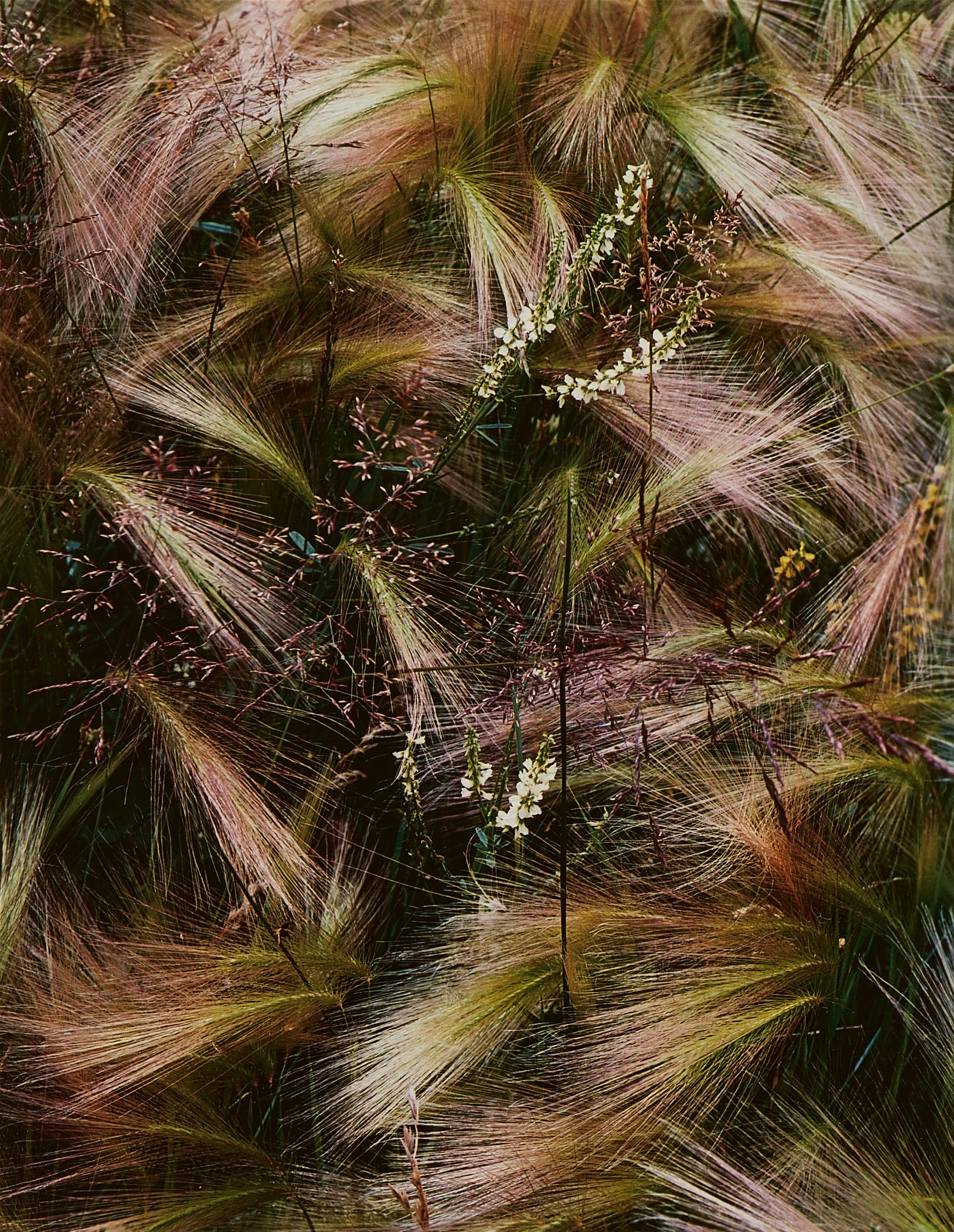 Eliot Porter - Foxtail Grass - image-1