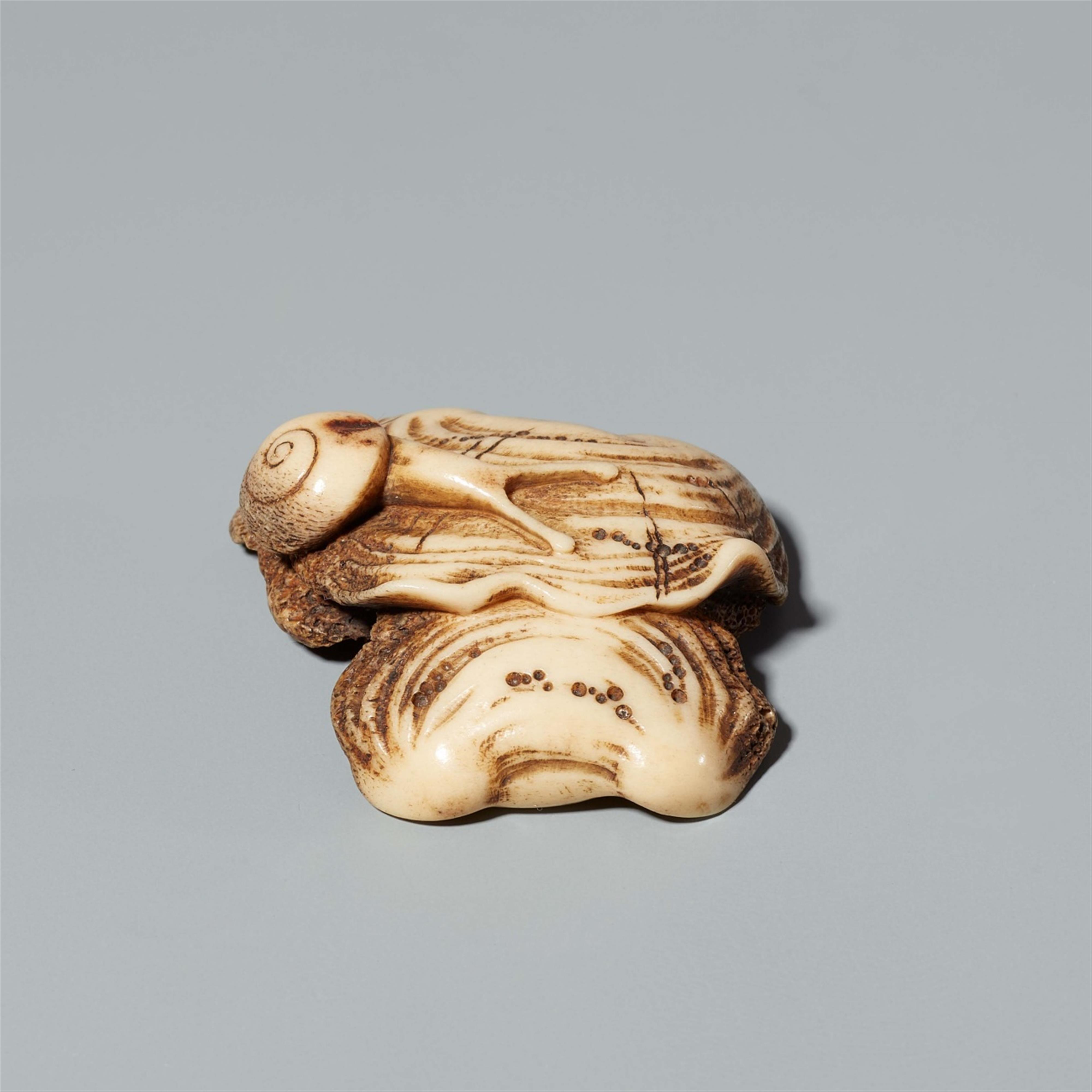 A stag horn netsuke of a snail on a mushroom. Mid-19th century - image-2