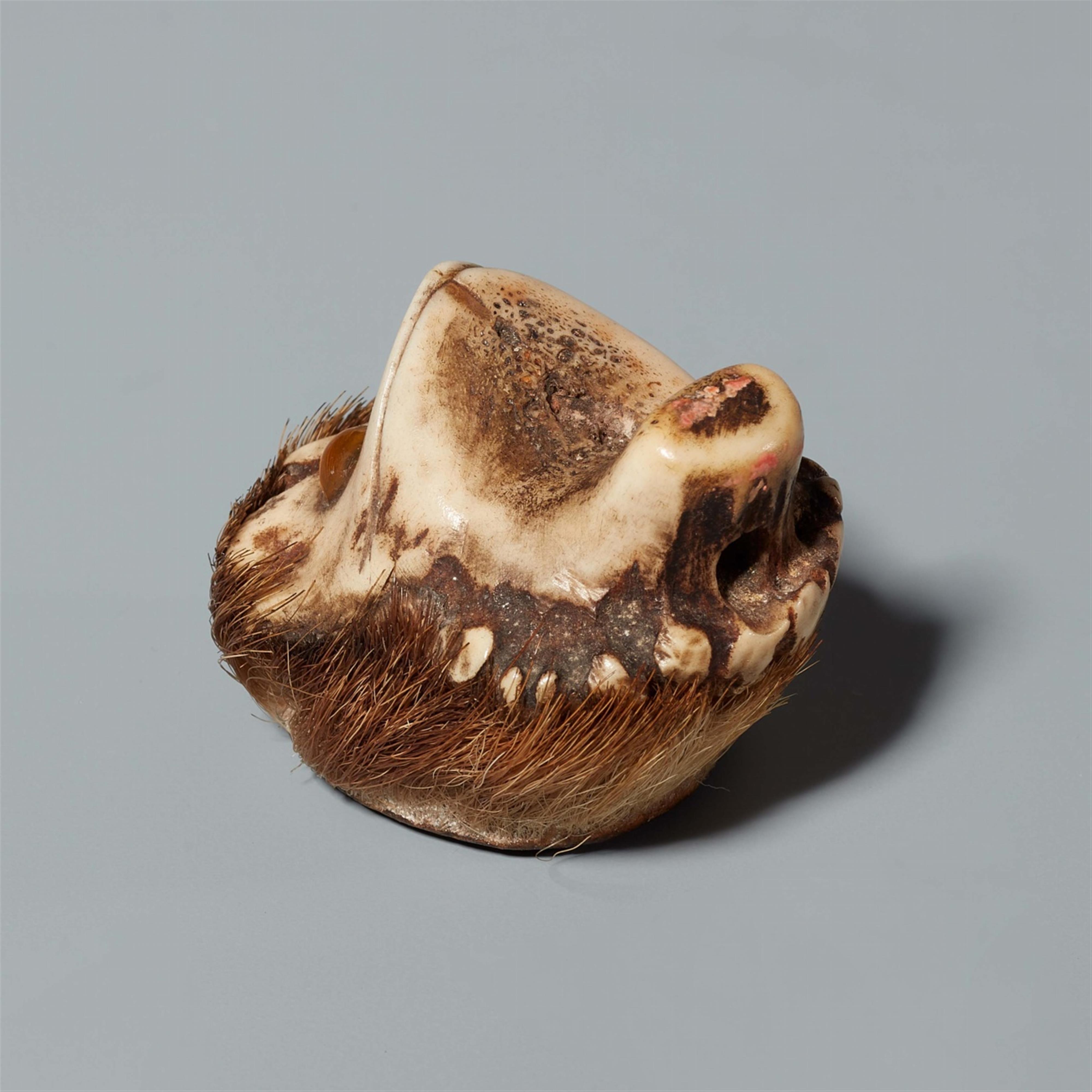 An Asakusa-type stag horn netsuke of the head of a kappa. 19th century - image-5