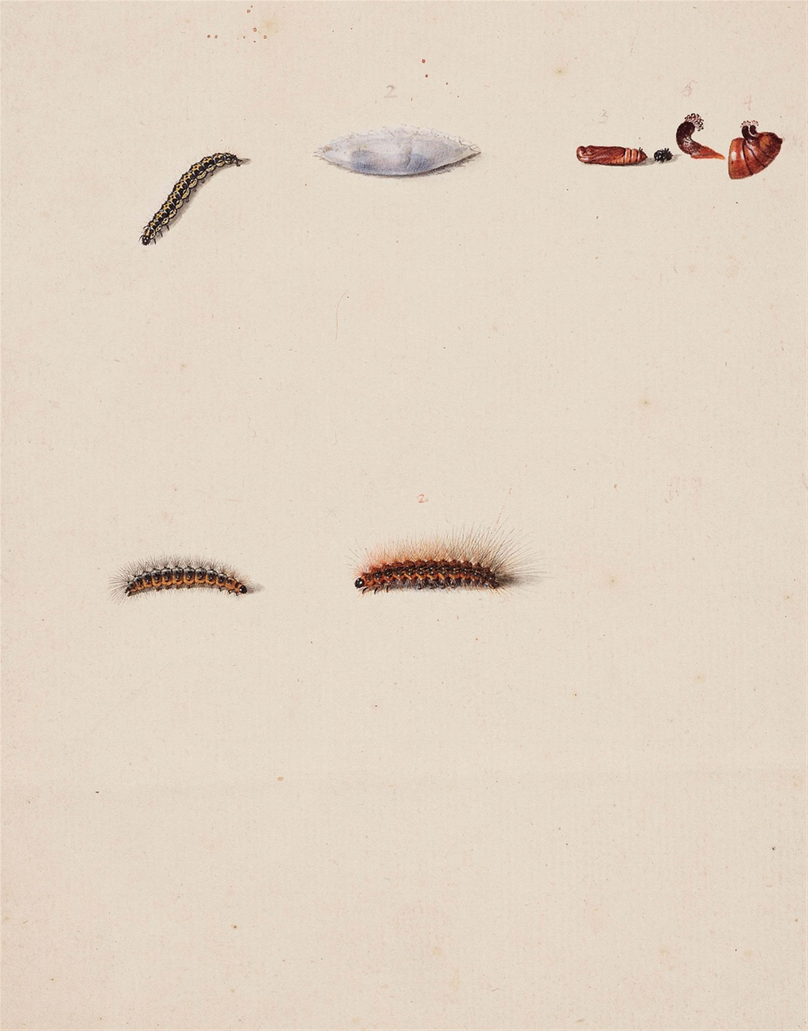 August Johann Rösel von Rosenhof - Developmental Stages of a Caterpillar - image-1