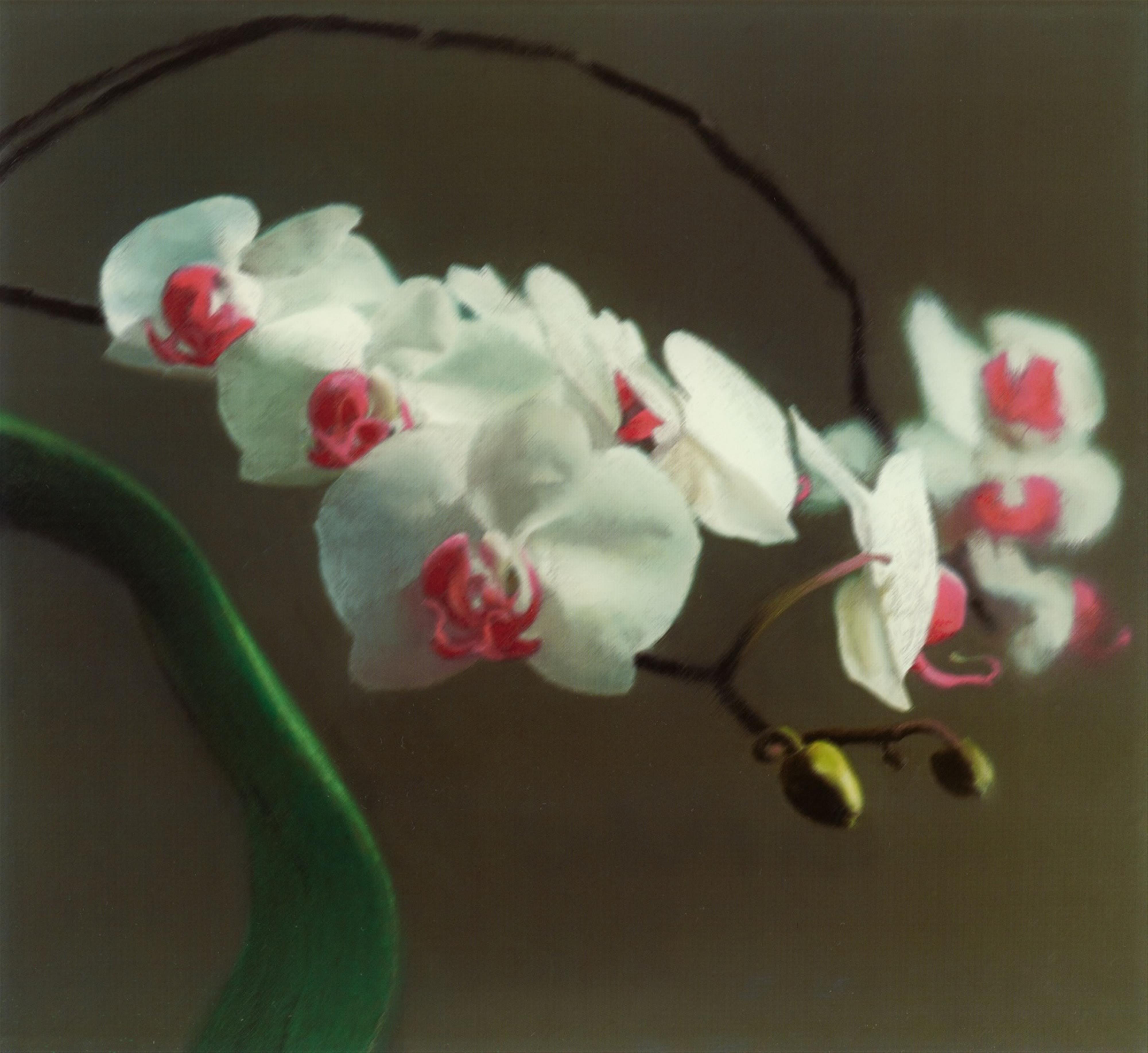 Gerhard Richter - Orchidee I - image-1