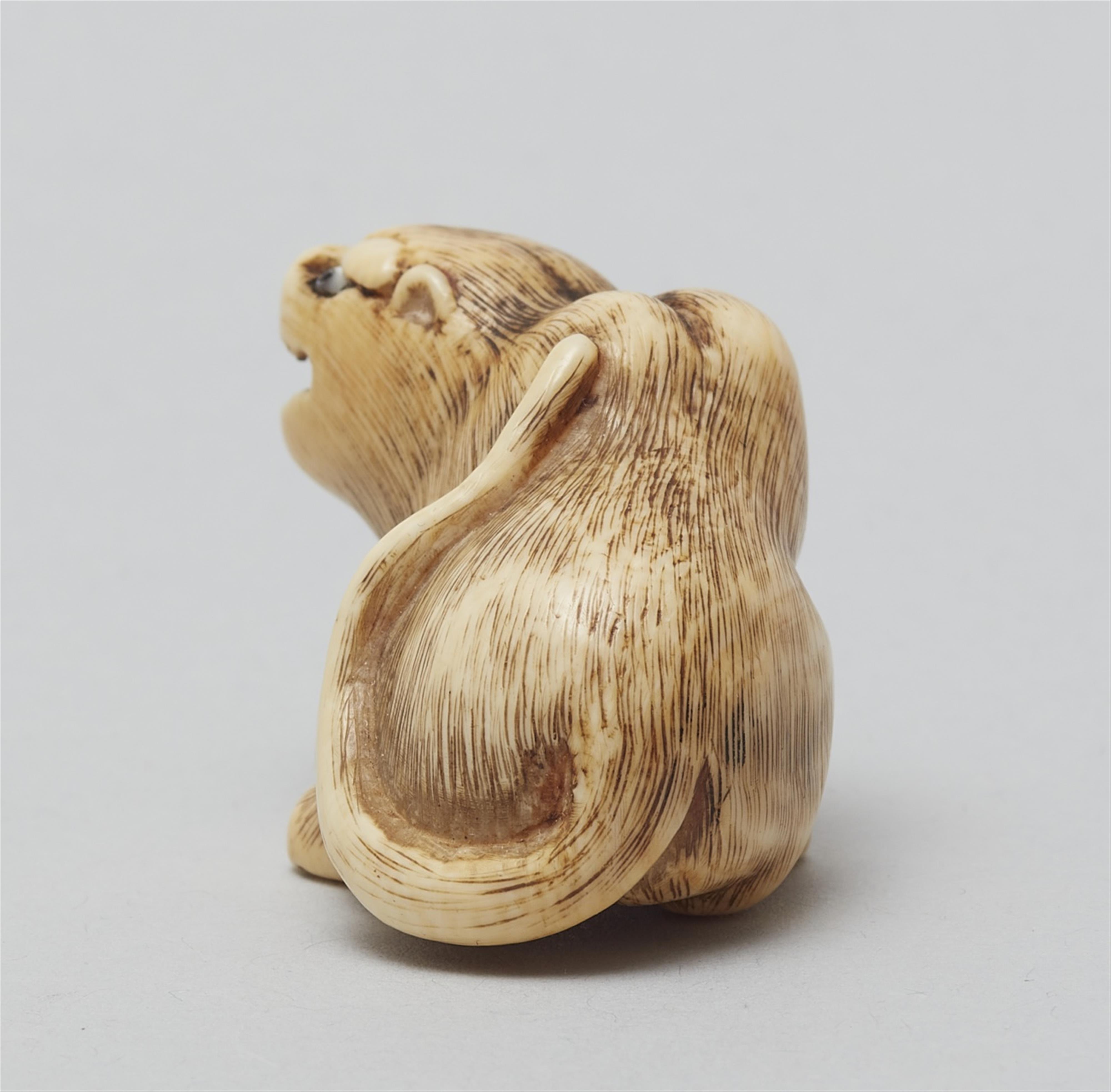An ivory netsuke of a seated tiger, in the manner of Hakuryu. First half 19th century - image-4