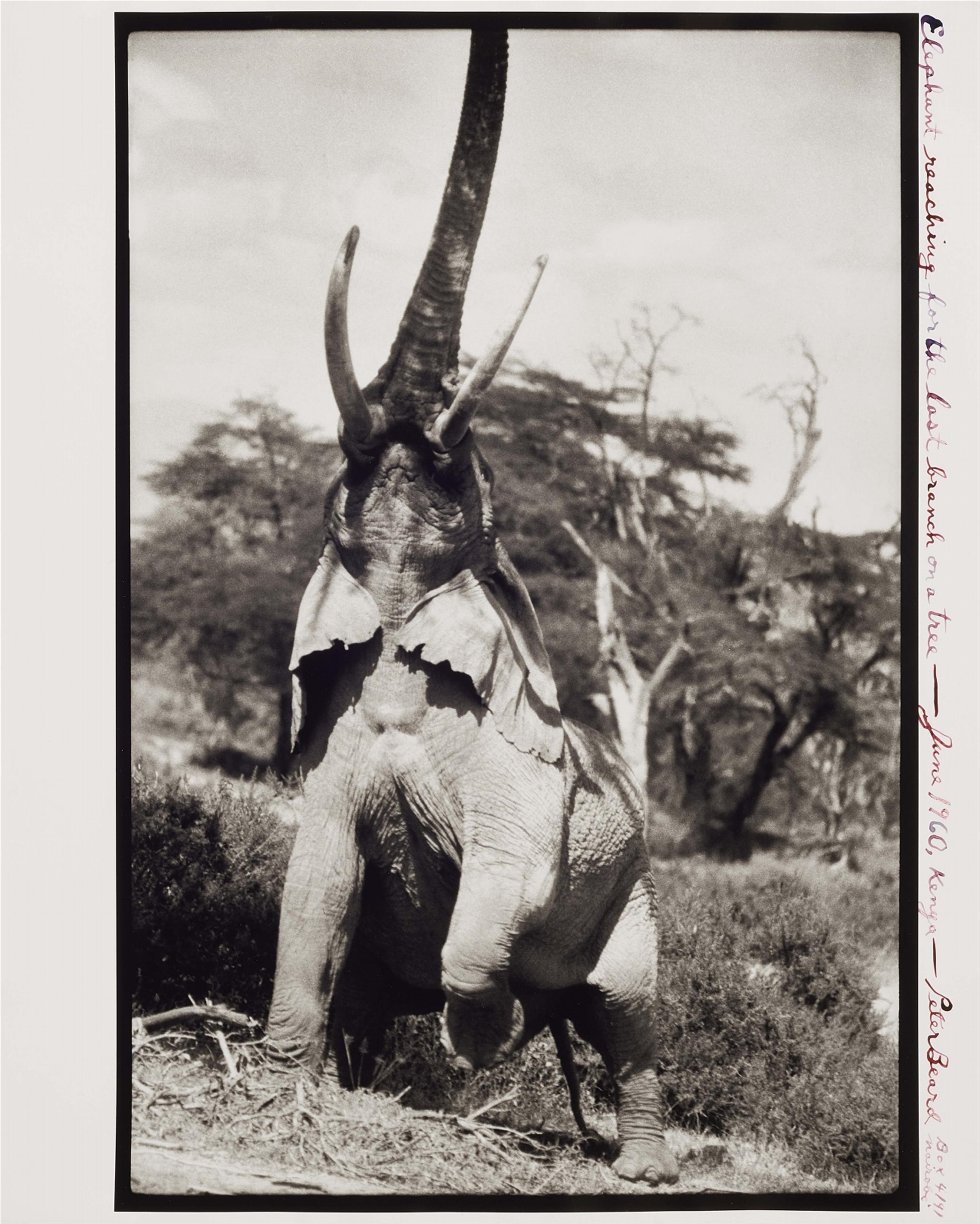 Peter Beard - Elephant reaching for the last Branch on a Tree, Kenya - image-1