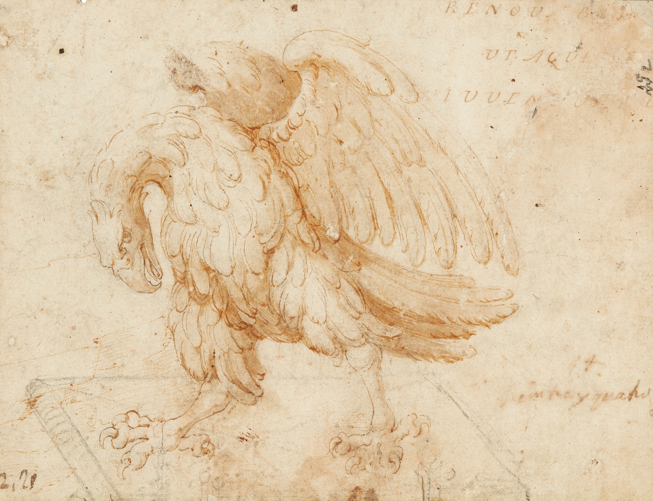 Nicolaus Juvenel the Elder, attributed to - Study for an Eagle - image-1