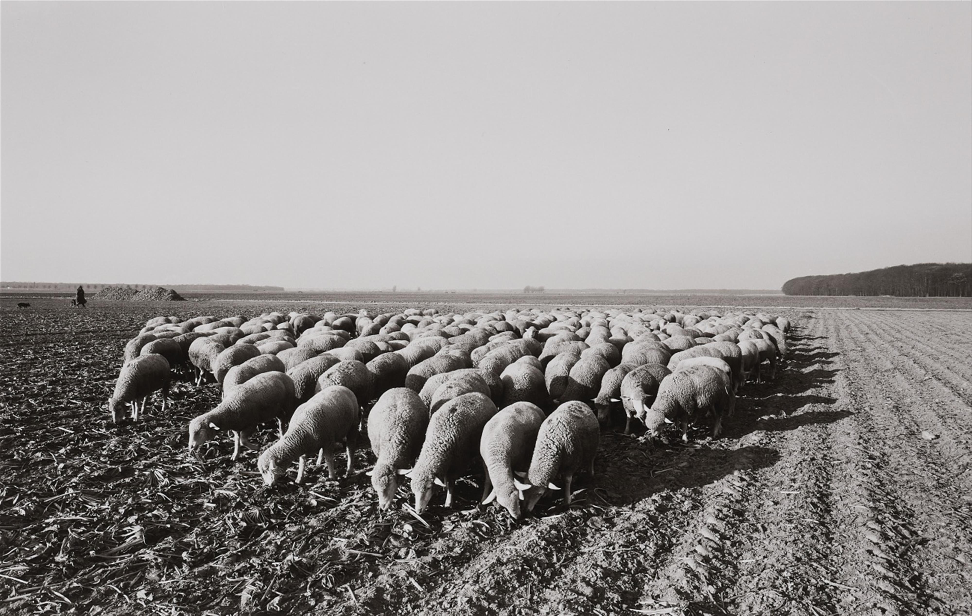 Heinrich Riebesehl - Ohne Titel (aus der Serie: Agrarlandschaften) - image-1