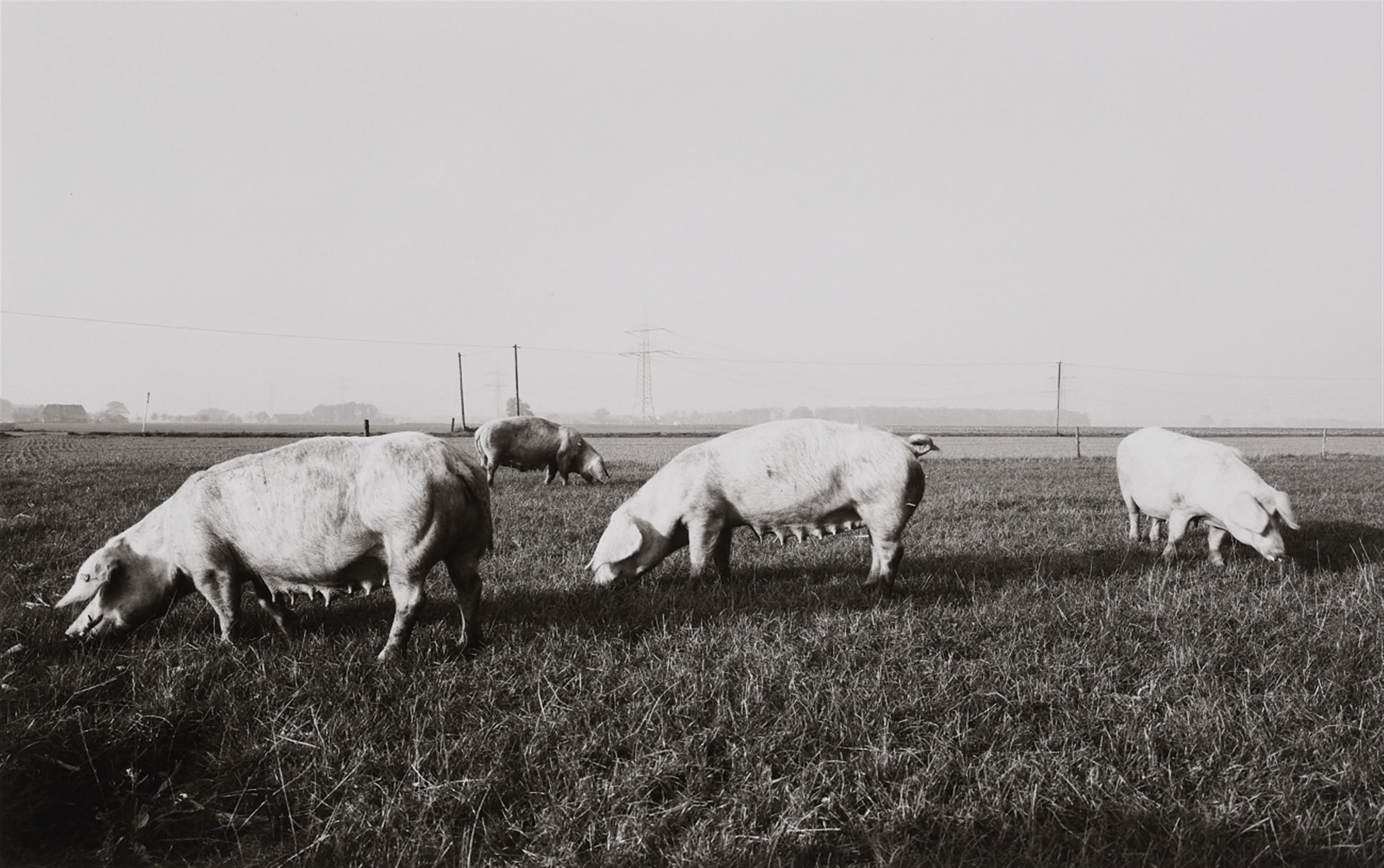 Heinrich Riebesehl - Ohne Titel (aus der Serie: Agrarlandschaften) - image-4