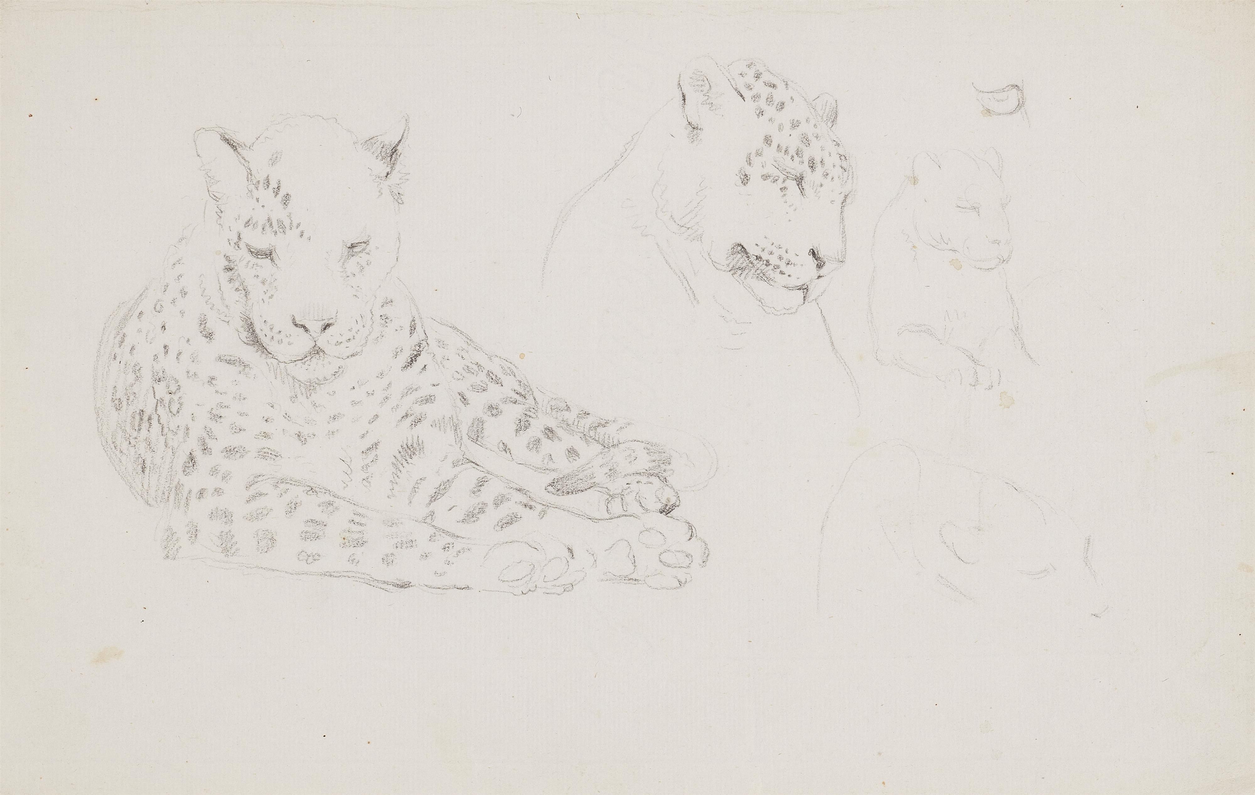 Johann Heinrich Wilhelm Tischbein - Drei Tierzeichnungen:
Studie zu einem Leoparden
Studie zu einer Hyäne
Schreitender Tiger - image-1