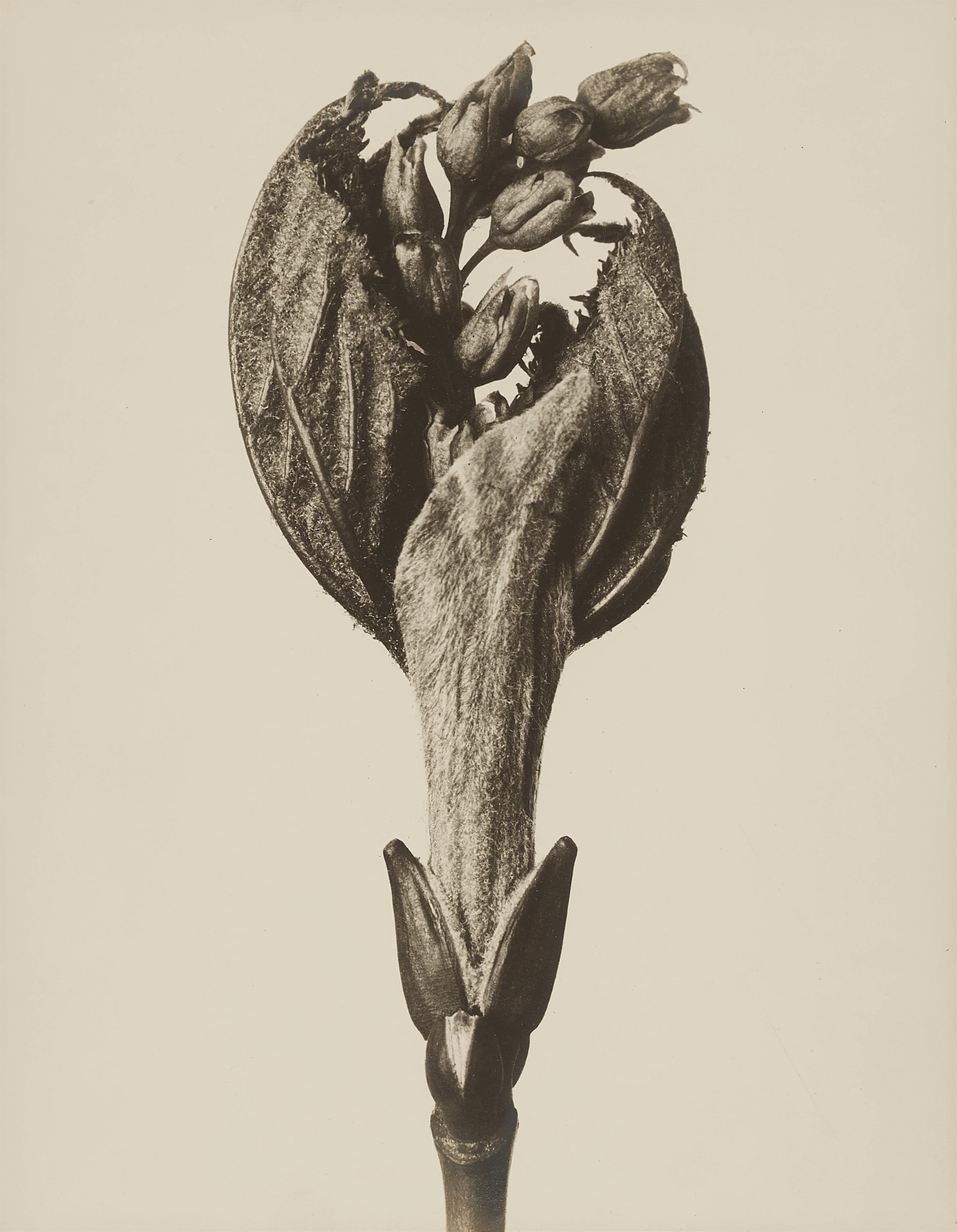 Karl Blossfeldt - Acer pensylvanicum (Striped maple) - image-1