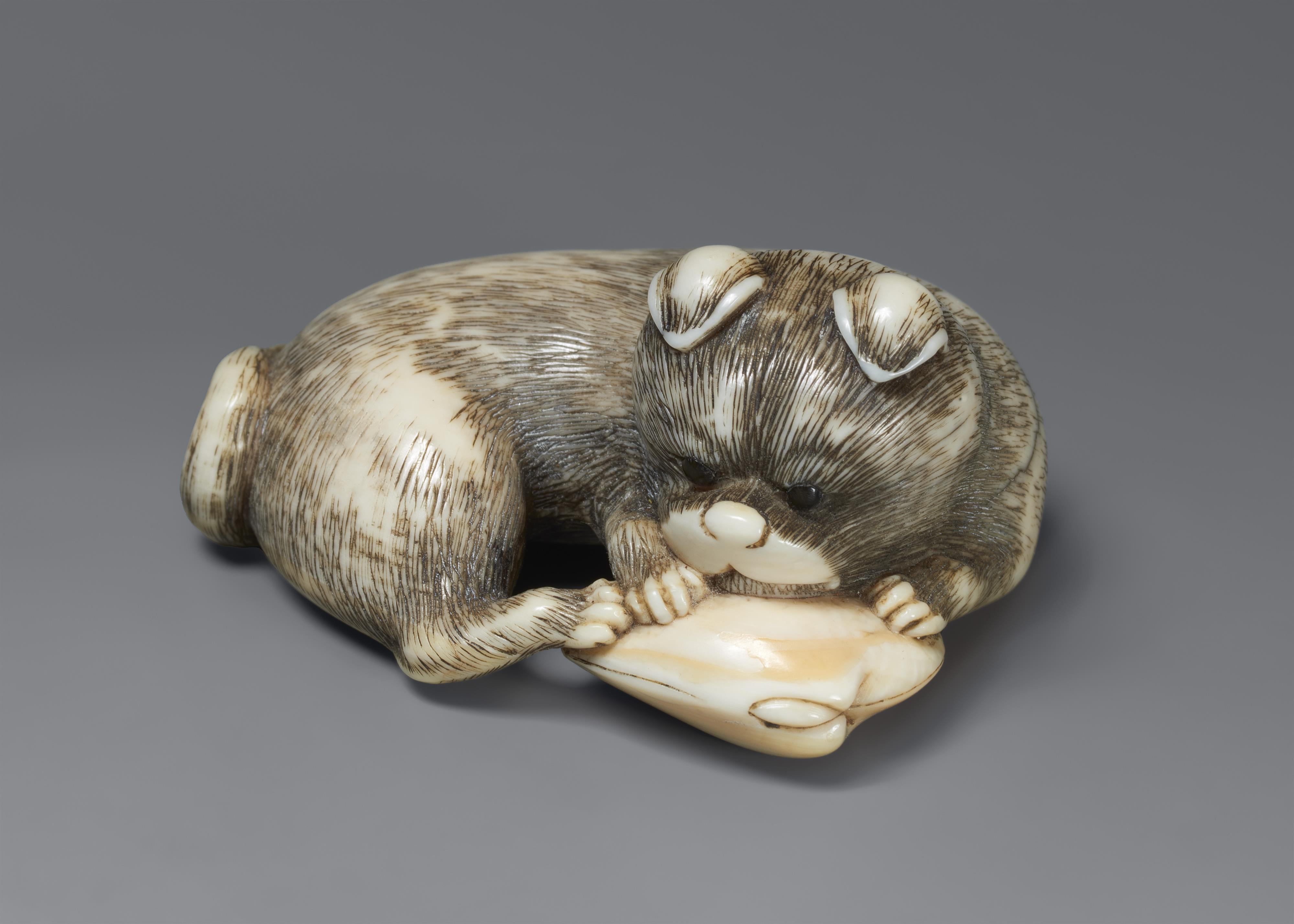 An ivory netsuke of a young dog with a clam. 19th century - image-1