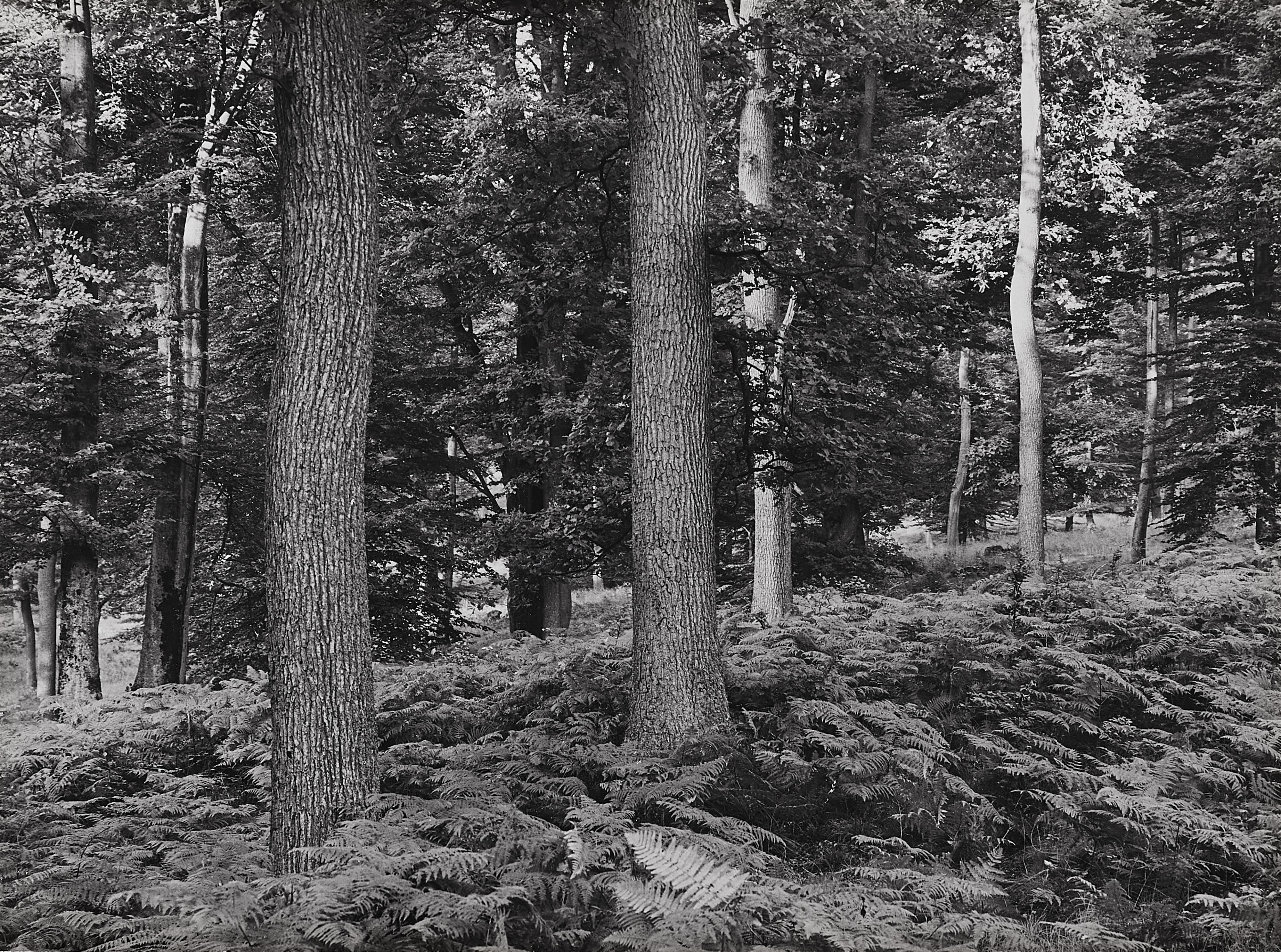 Albert Renger-Patzsch - Wald bei Wamel - image-1