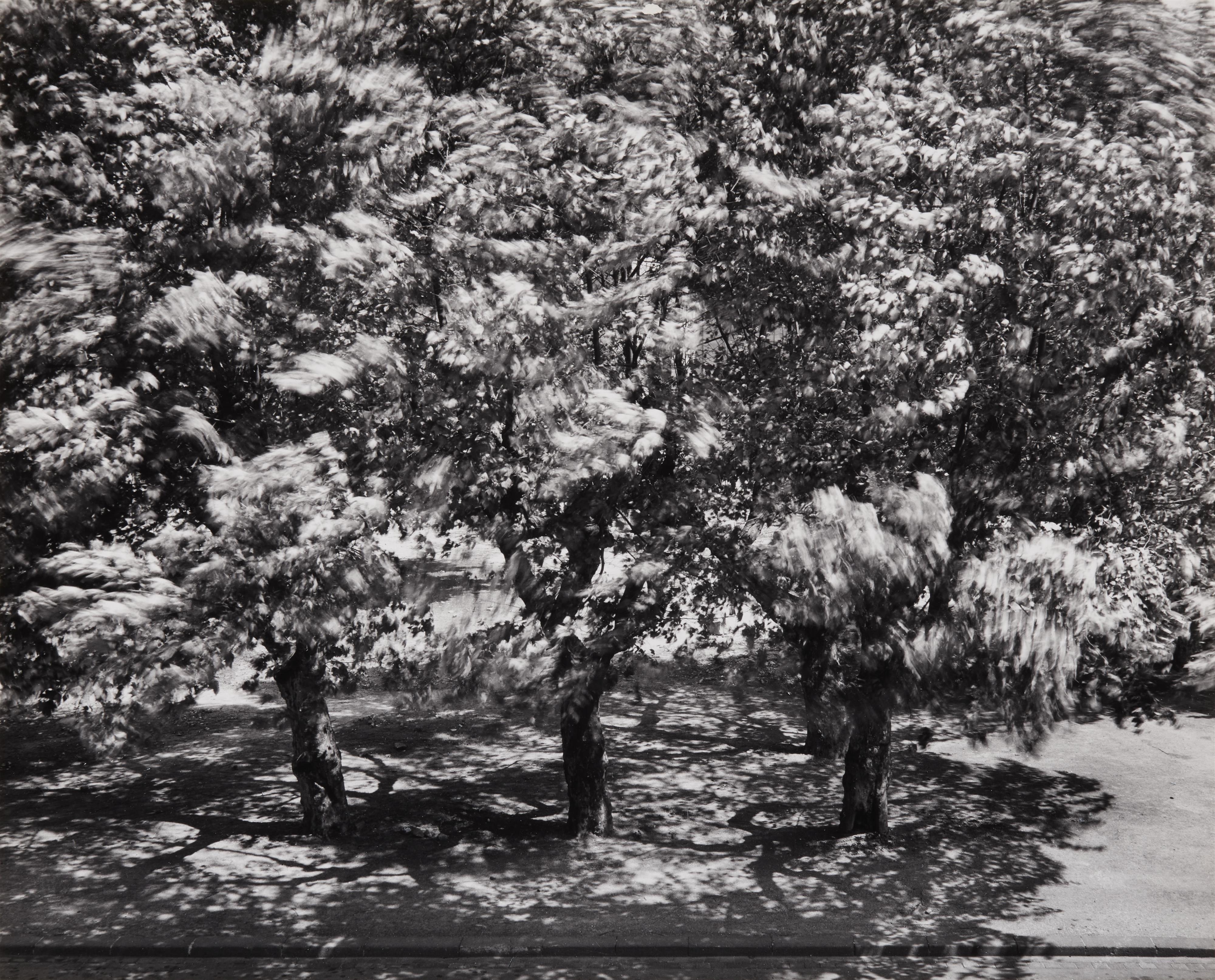 Otto Steinert - Die Bäume vor meinem Fenster II - image-1