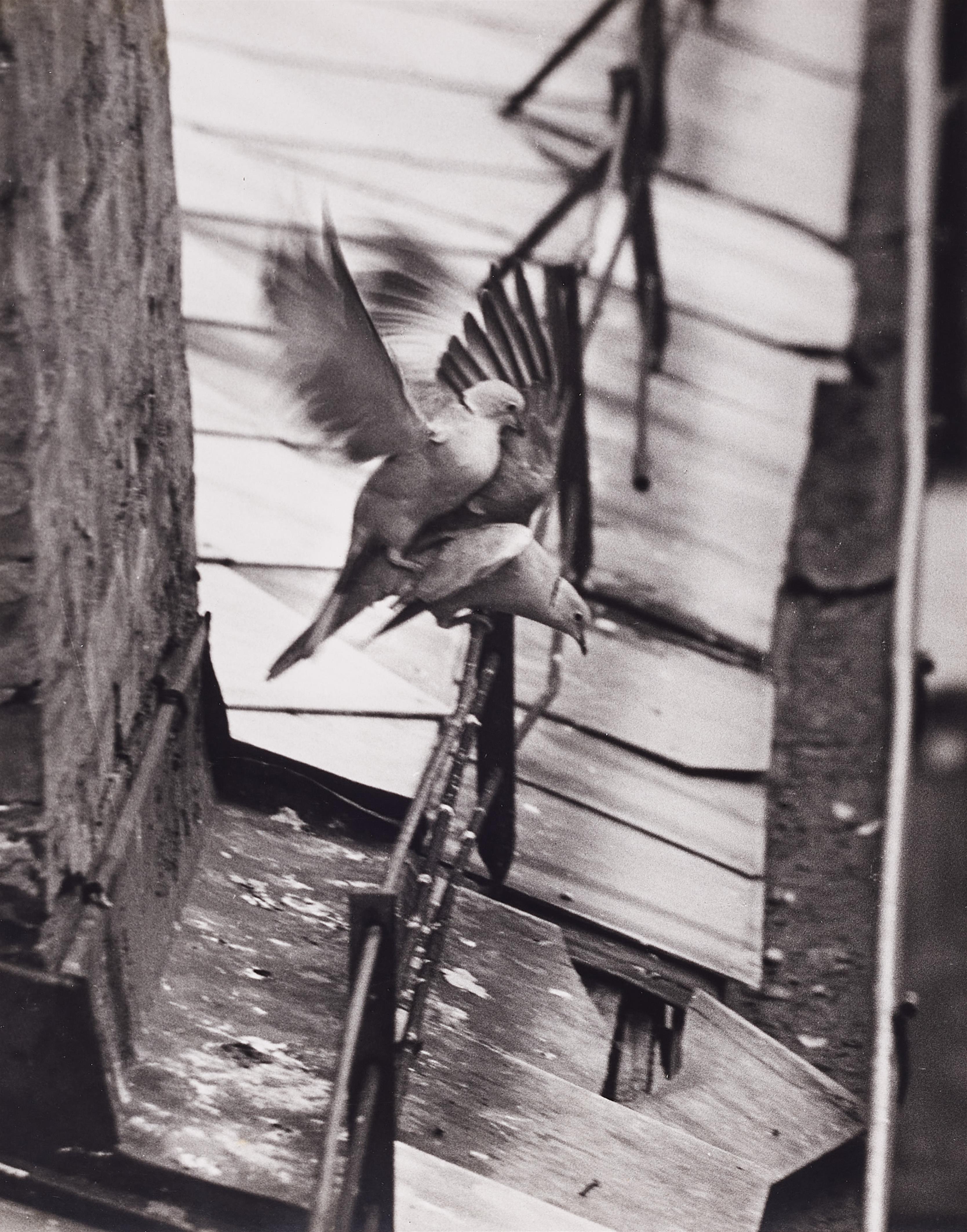André Kertész - Budapest (from the series: Birds) - image-1