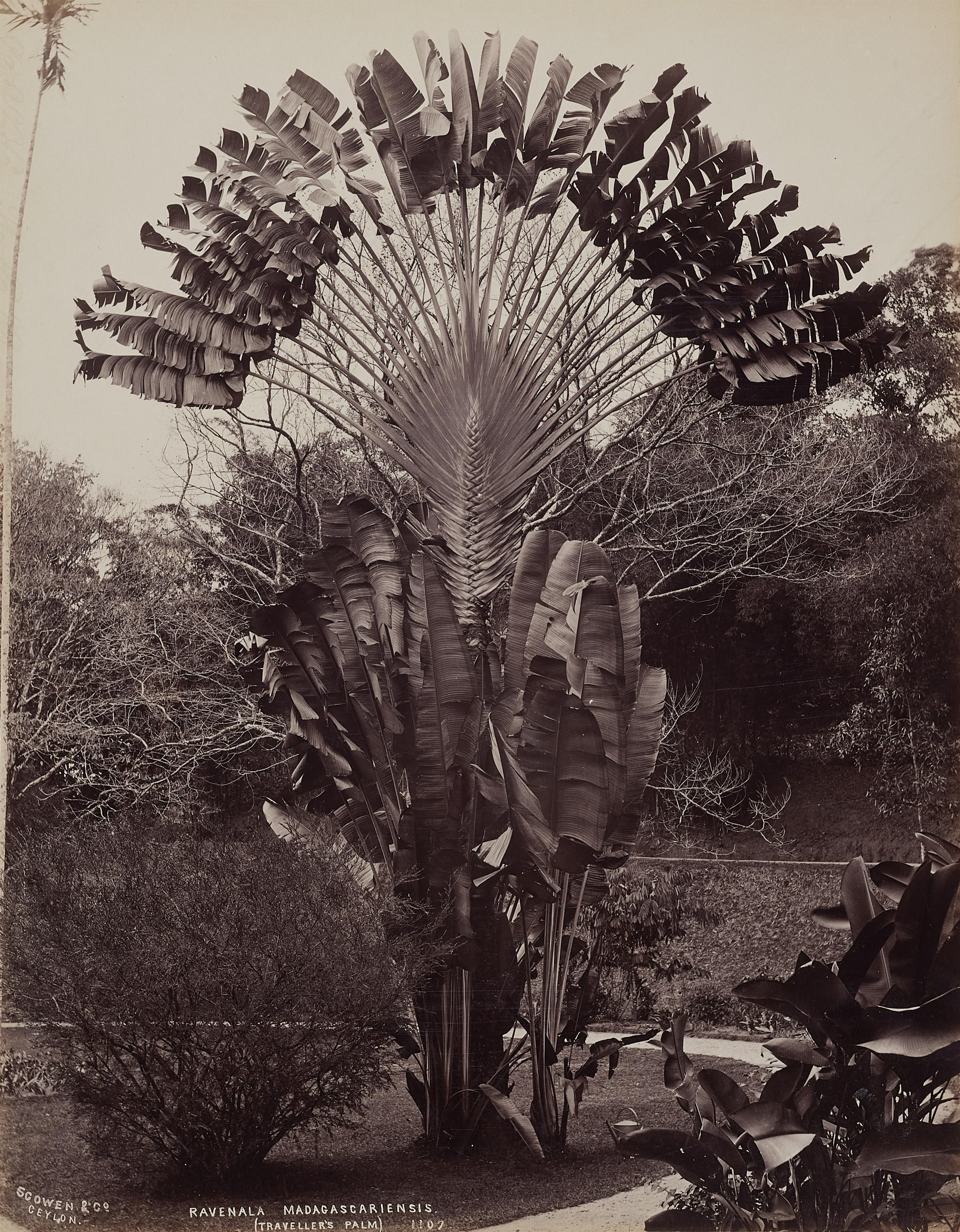Scowen & Co. - Reise-Erinnerungen aus Ceylon - image-12
