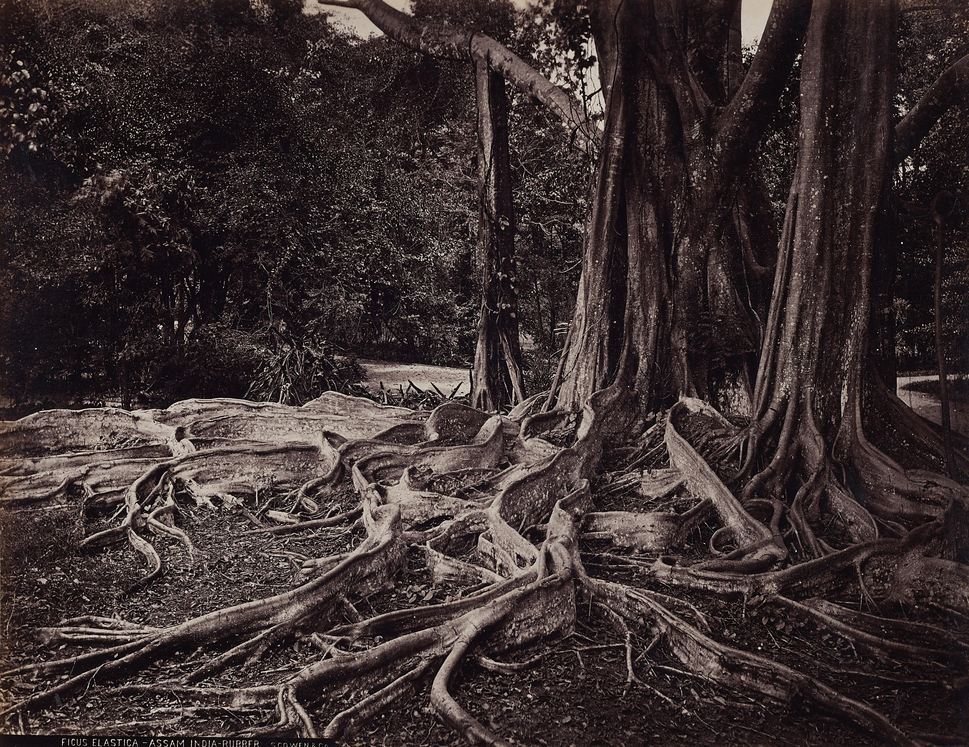 Scowen & Co. - Reise-Erinnerungen aus Ceylon - image-1