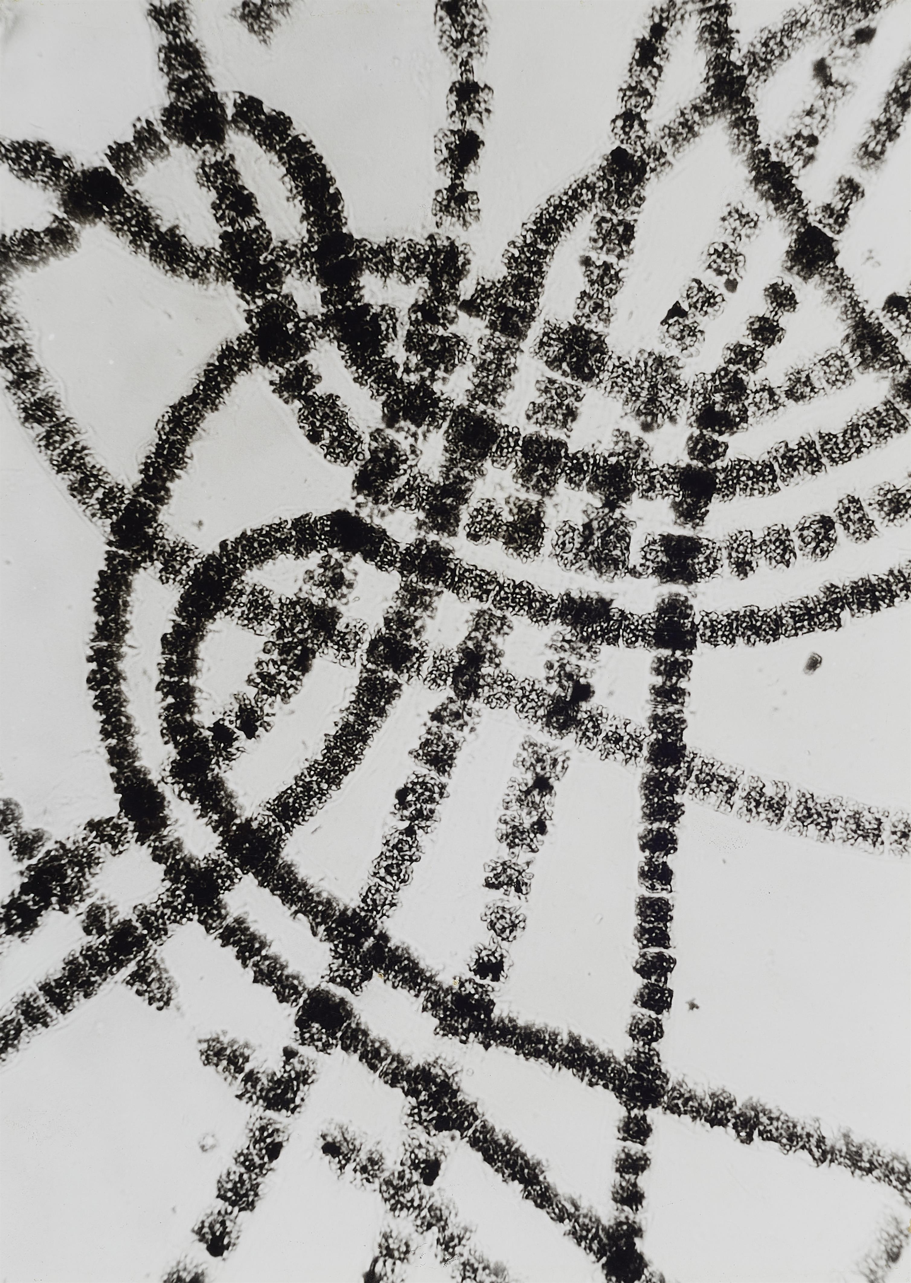 Wolf Strache - Spiral Algae (Spirogyra) - image-1