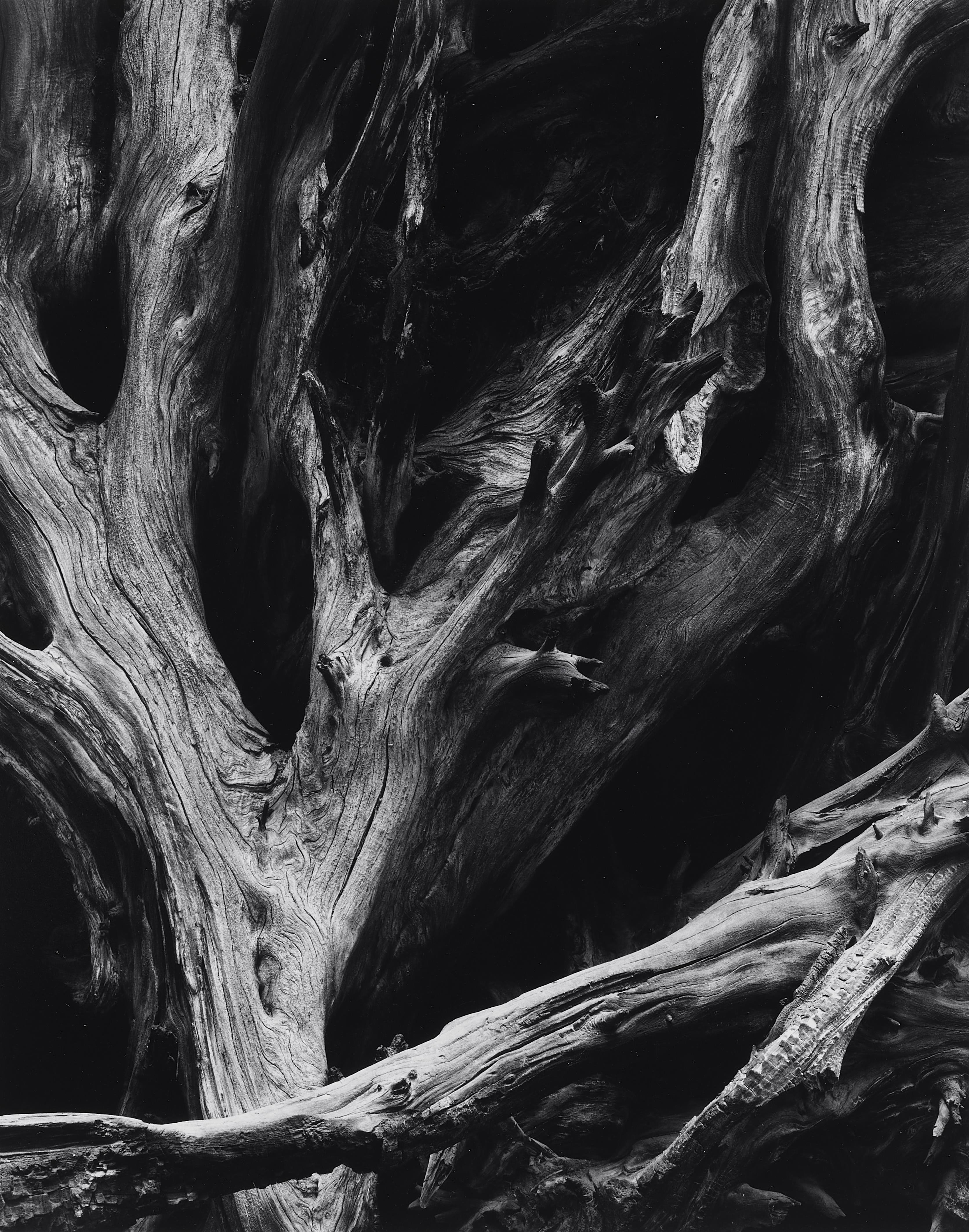 Ansel Adams - Sequoia Roots, Mariposa Grove, Yosemite National Park, California - image-1