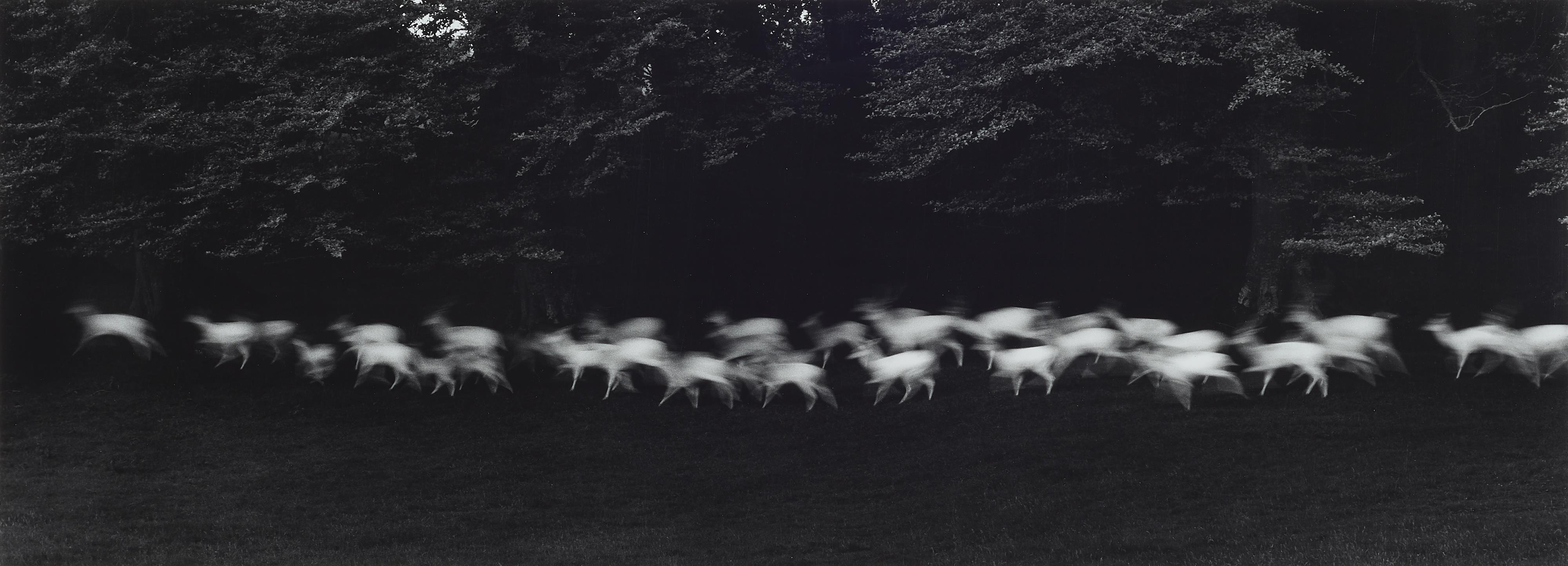 Paul Caponigro - Running White Deer, County Wicklow, Ireland - image-1