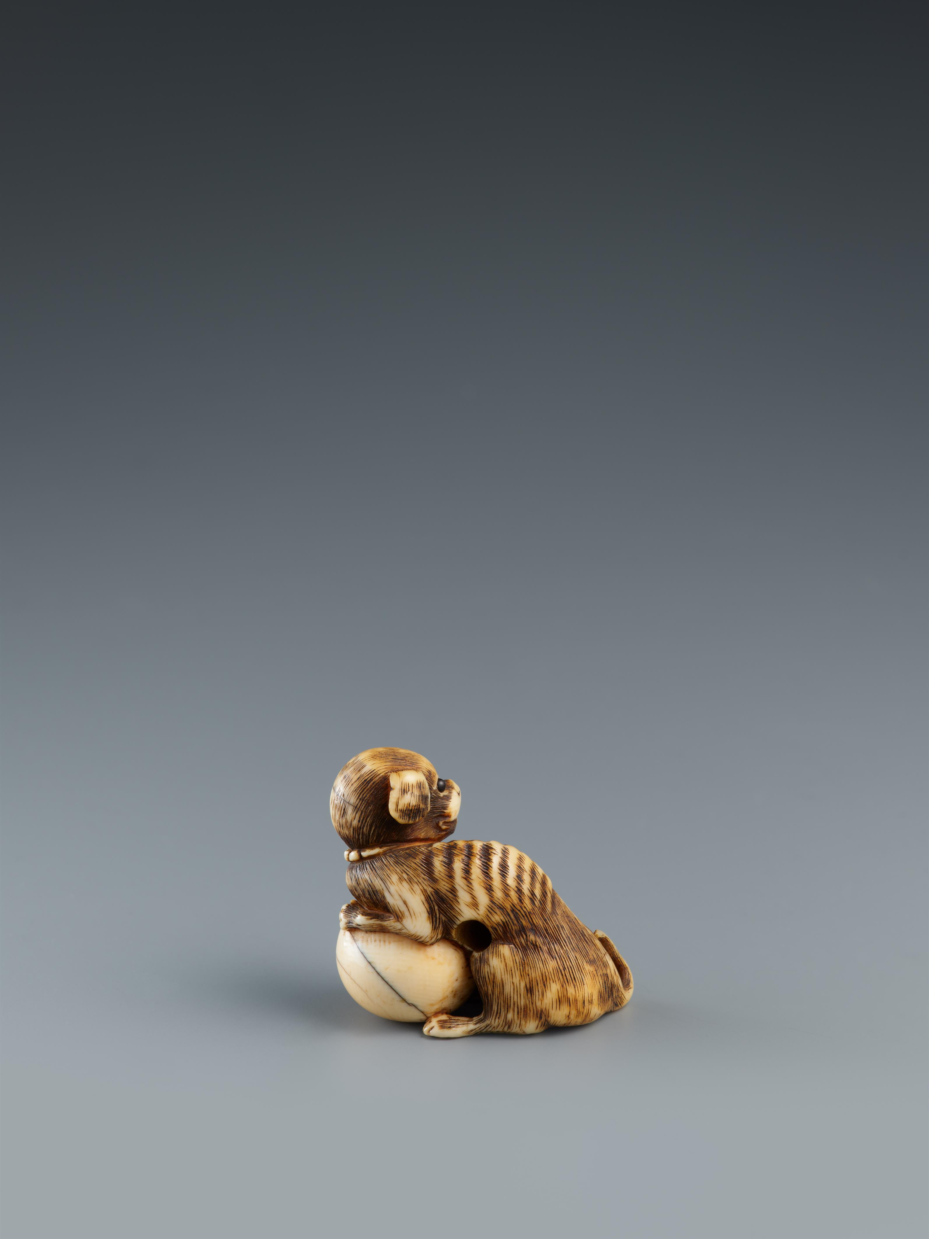 An ivory netsuke of a dog with a ball. Around 1800 - image-2