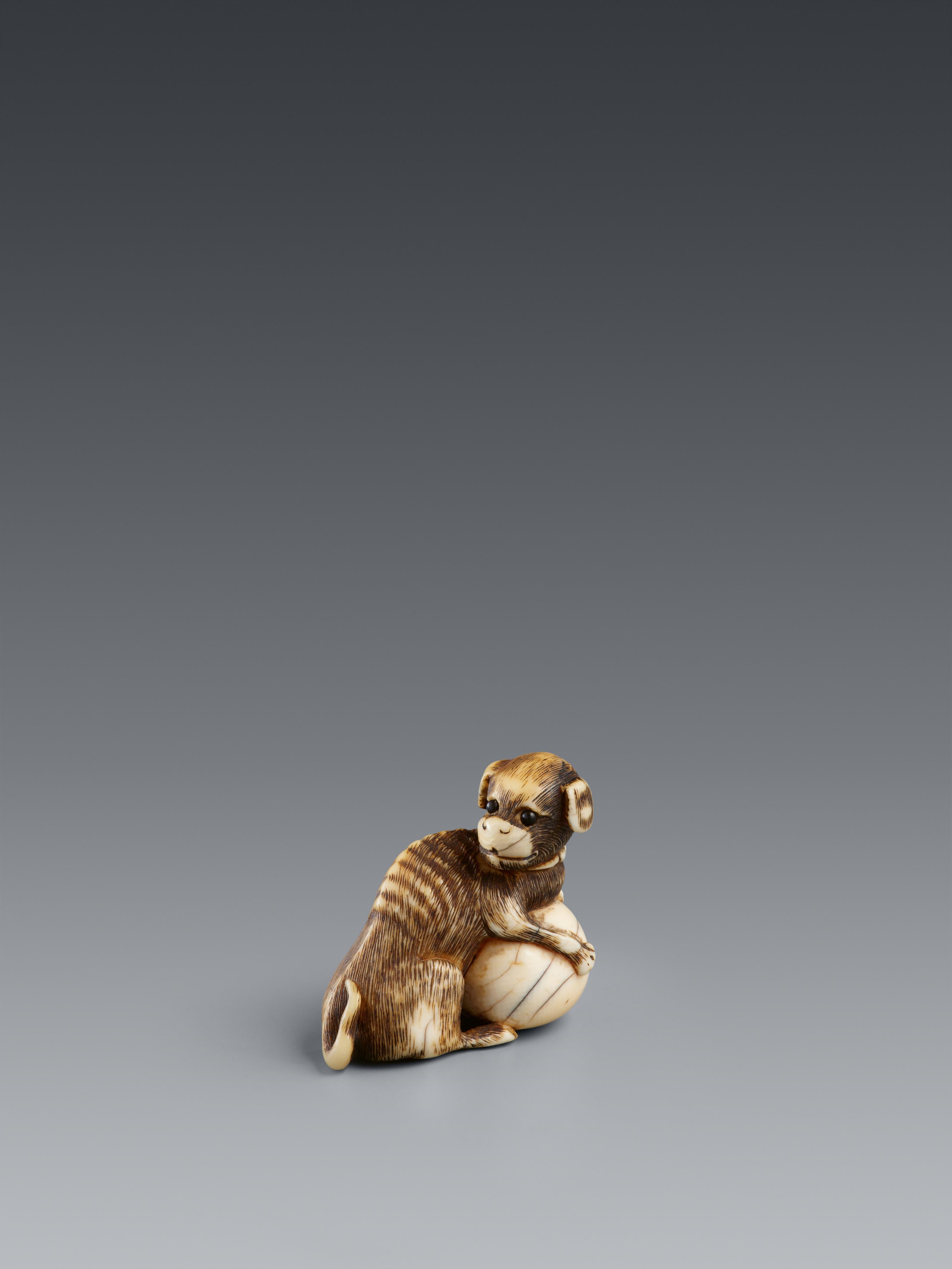 Netsuke eines Hundes mit Ball. Elfenbein. Um 1800 - image-1