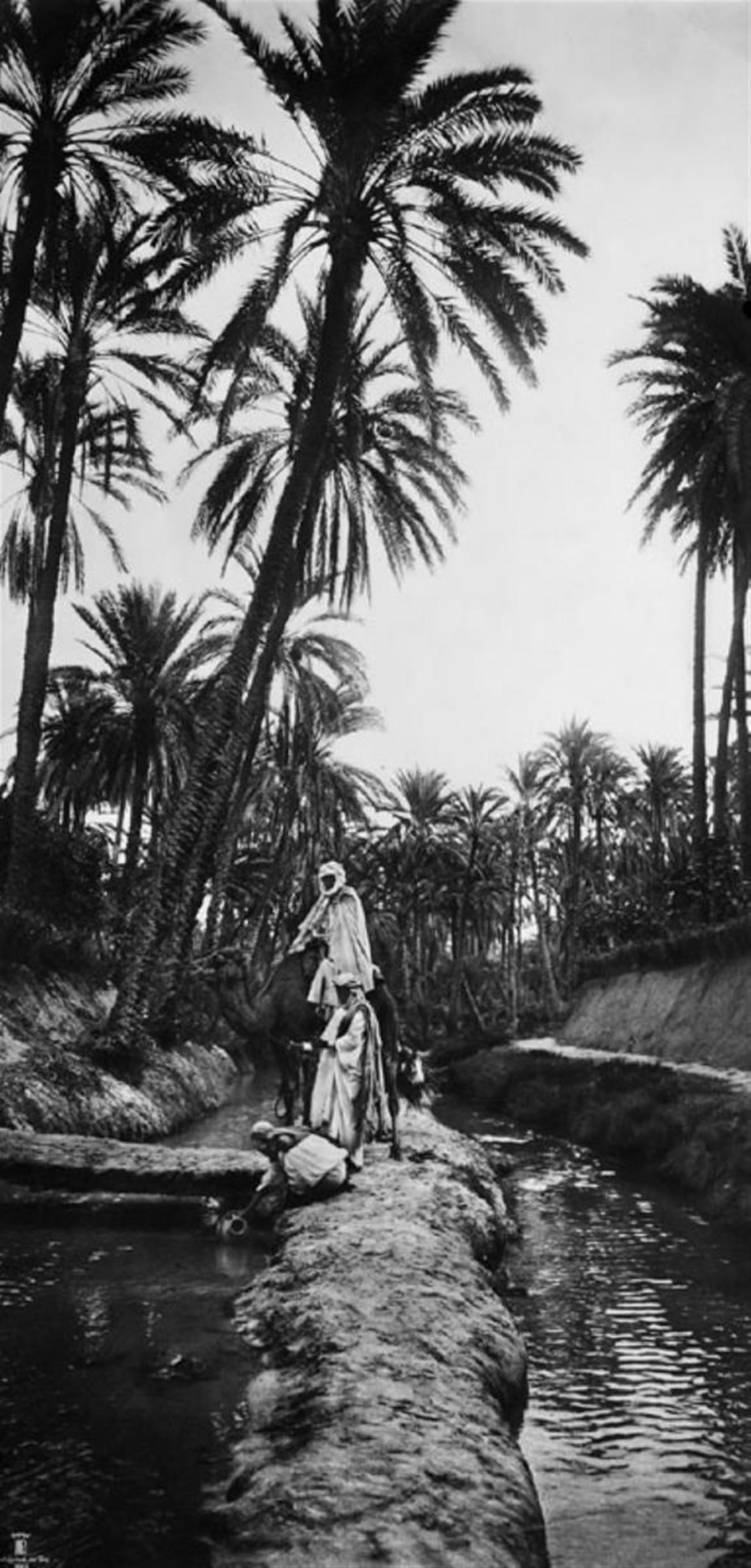 Rudolf Franz und Ernst Heinrich Lehnert & Landrock - Palmenmotive - image-1