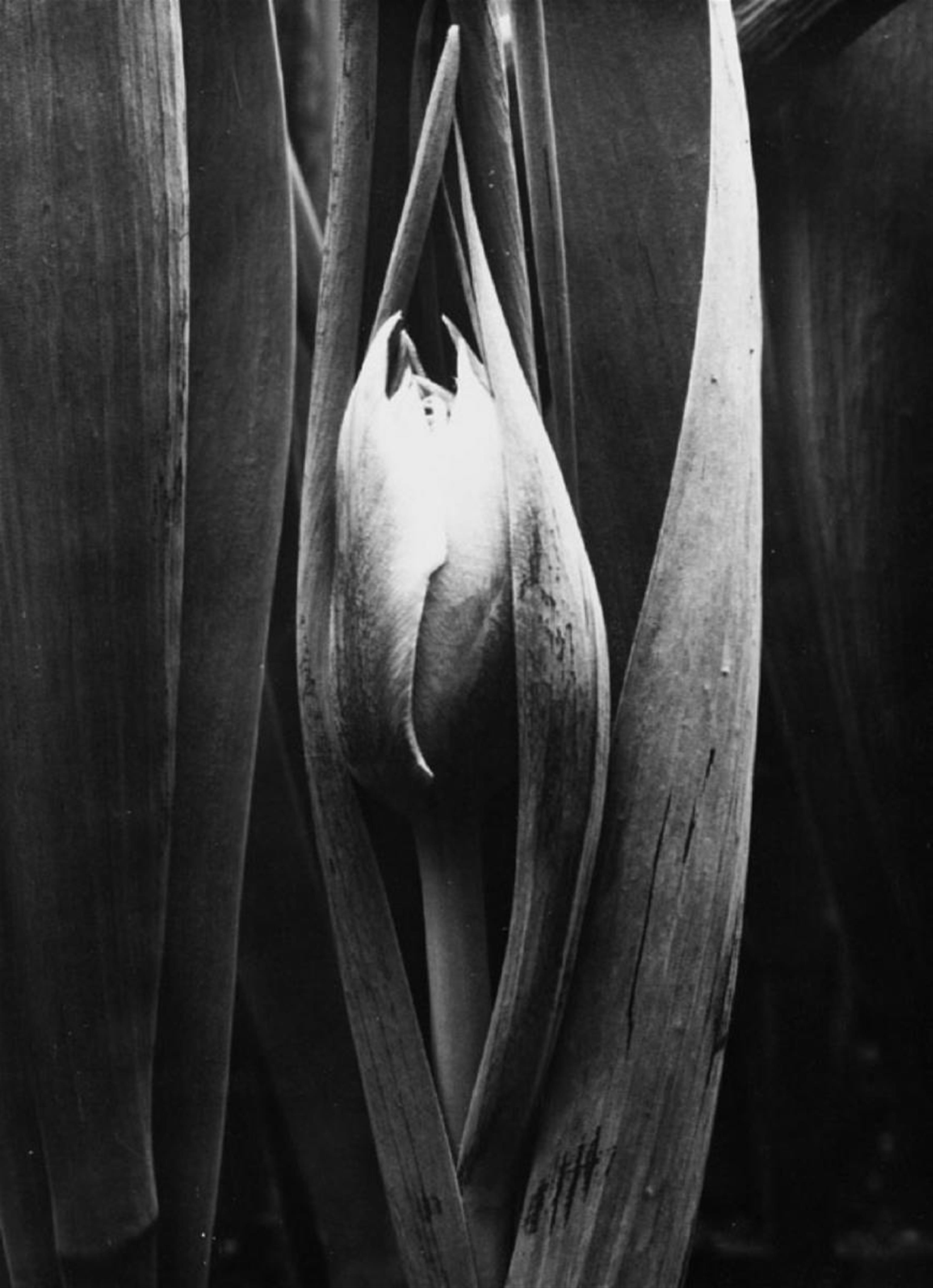 Albert Renger-Patzsch - Gartentulpe (Tulipa gernesiana) - image-1