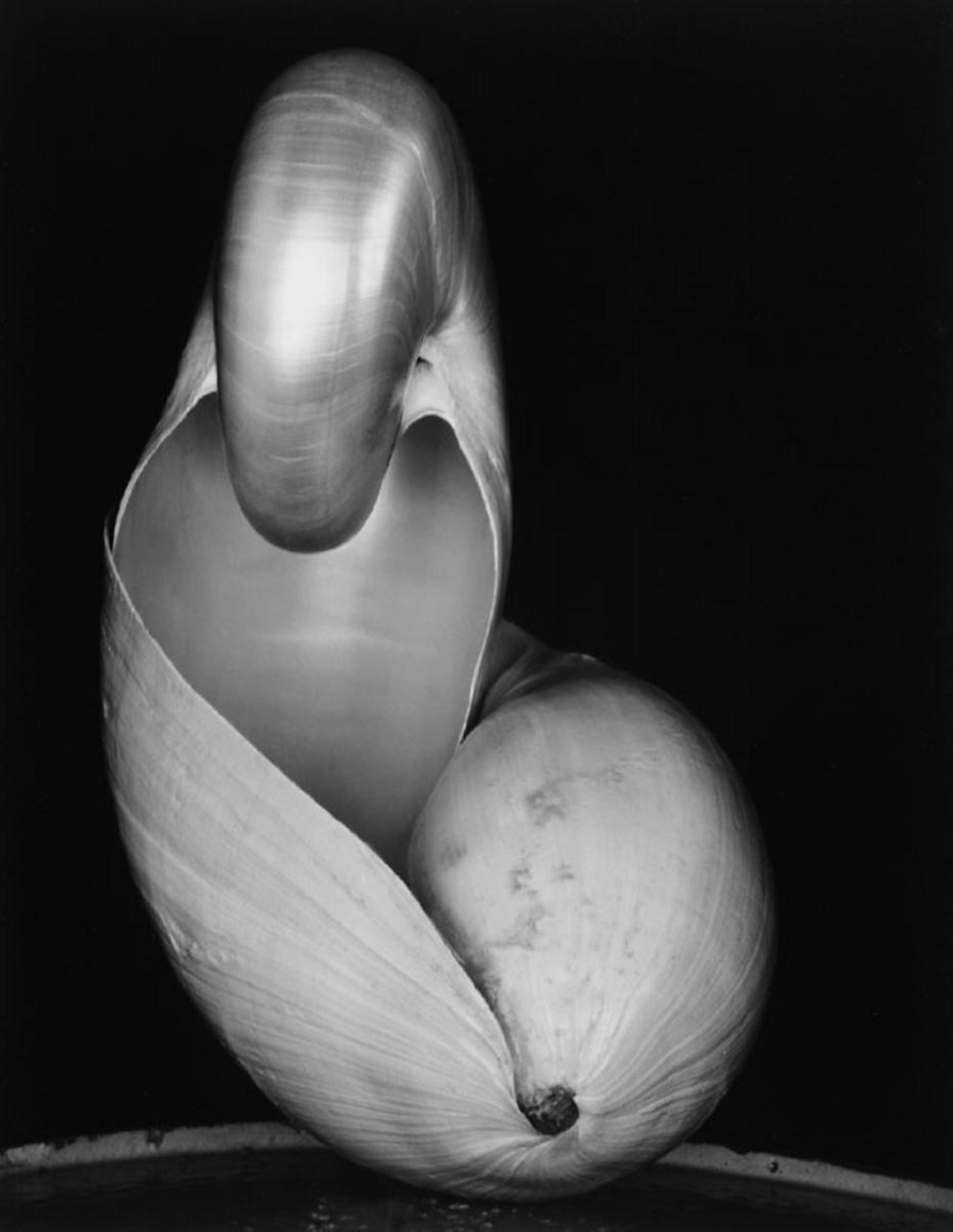 Edward Weston - Shell - image-1