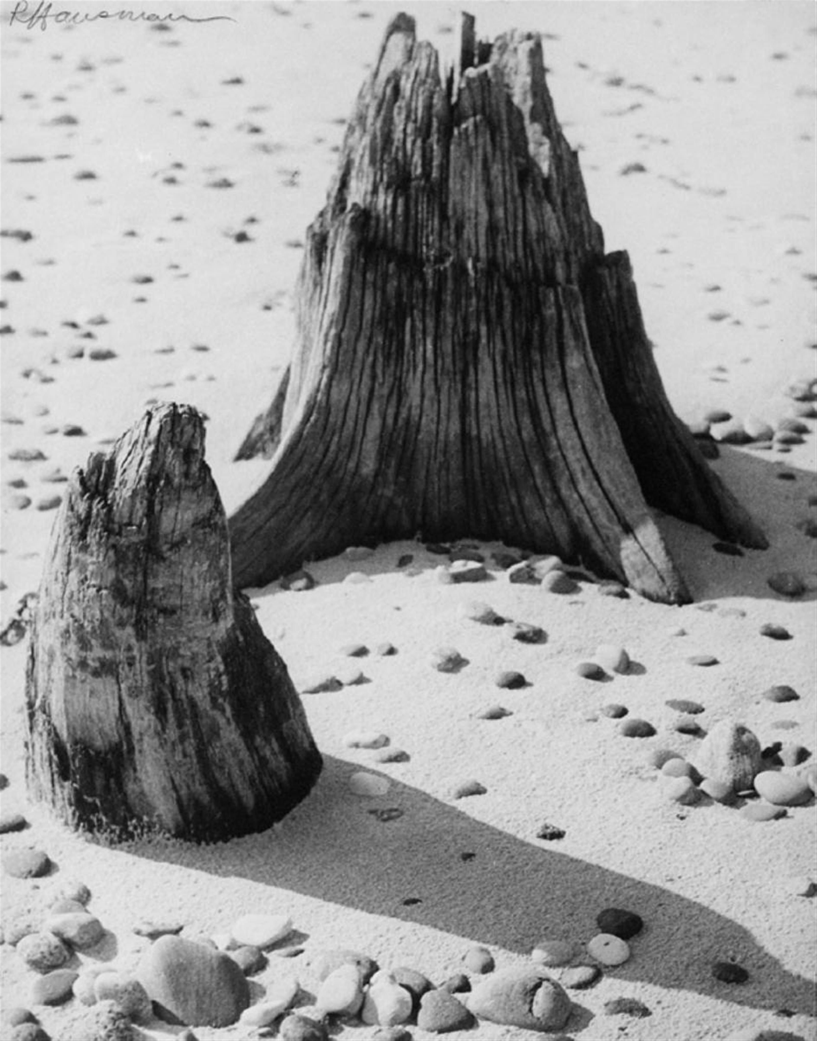Raoul Hausmann - Baumstümpfe im Sand, Sylt - image-1