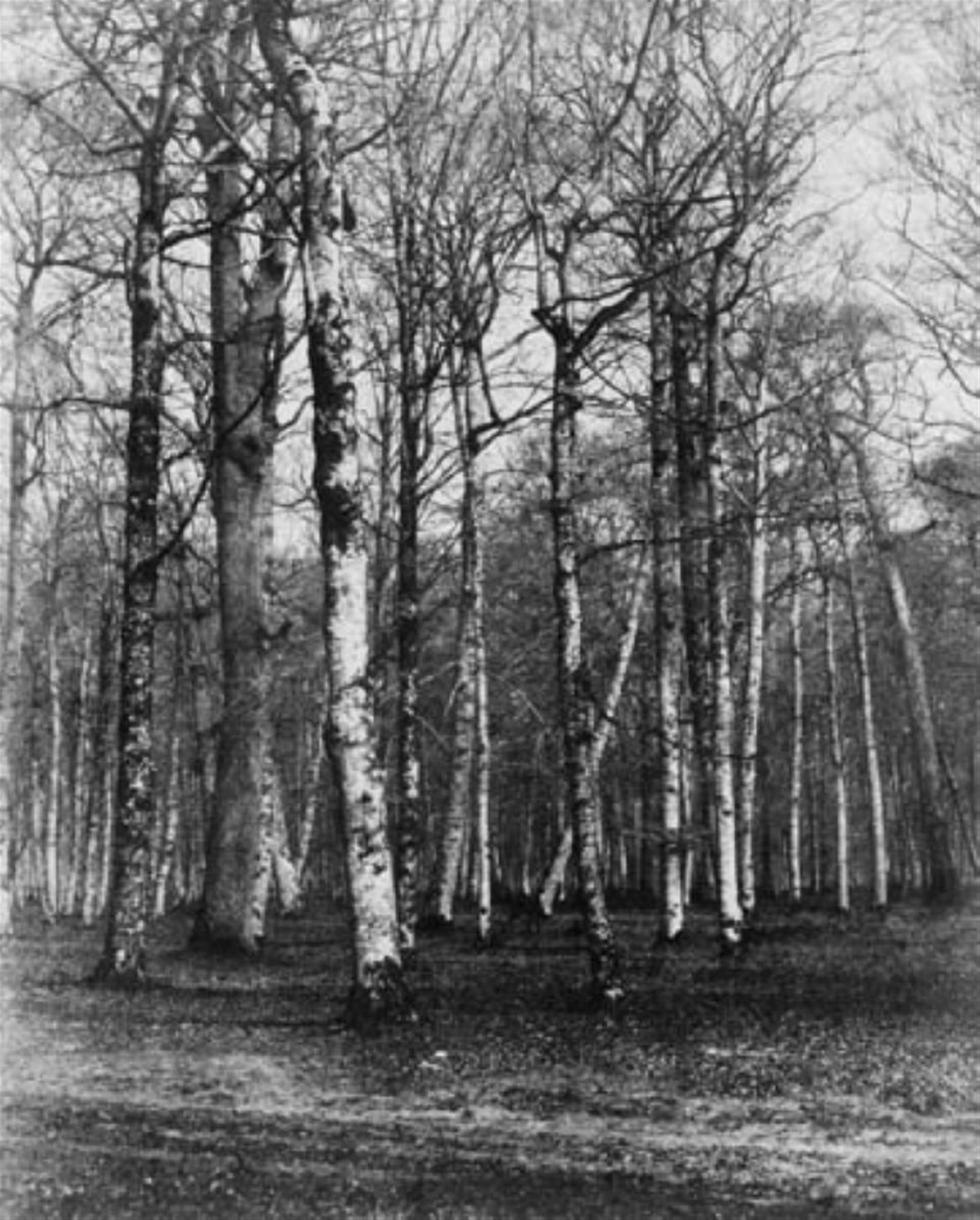 Paul Gaillard - Waldstück mit Birken - image-1