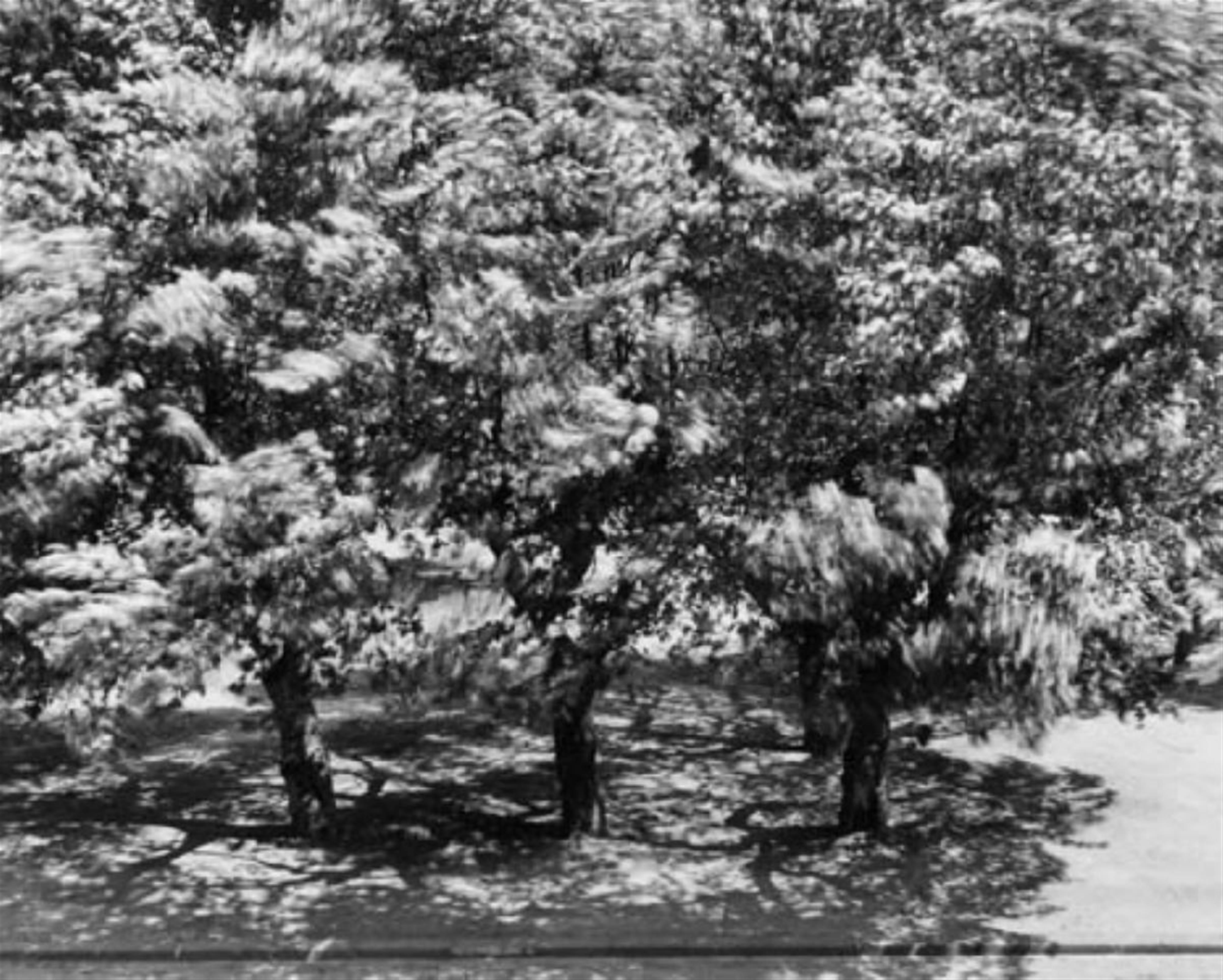 Otto Steinert - Die Bäume vor meinem Fenster II - image-1