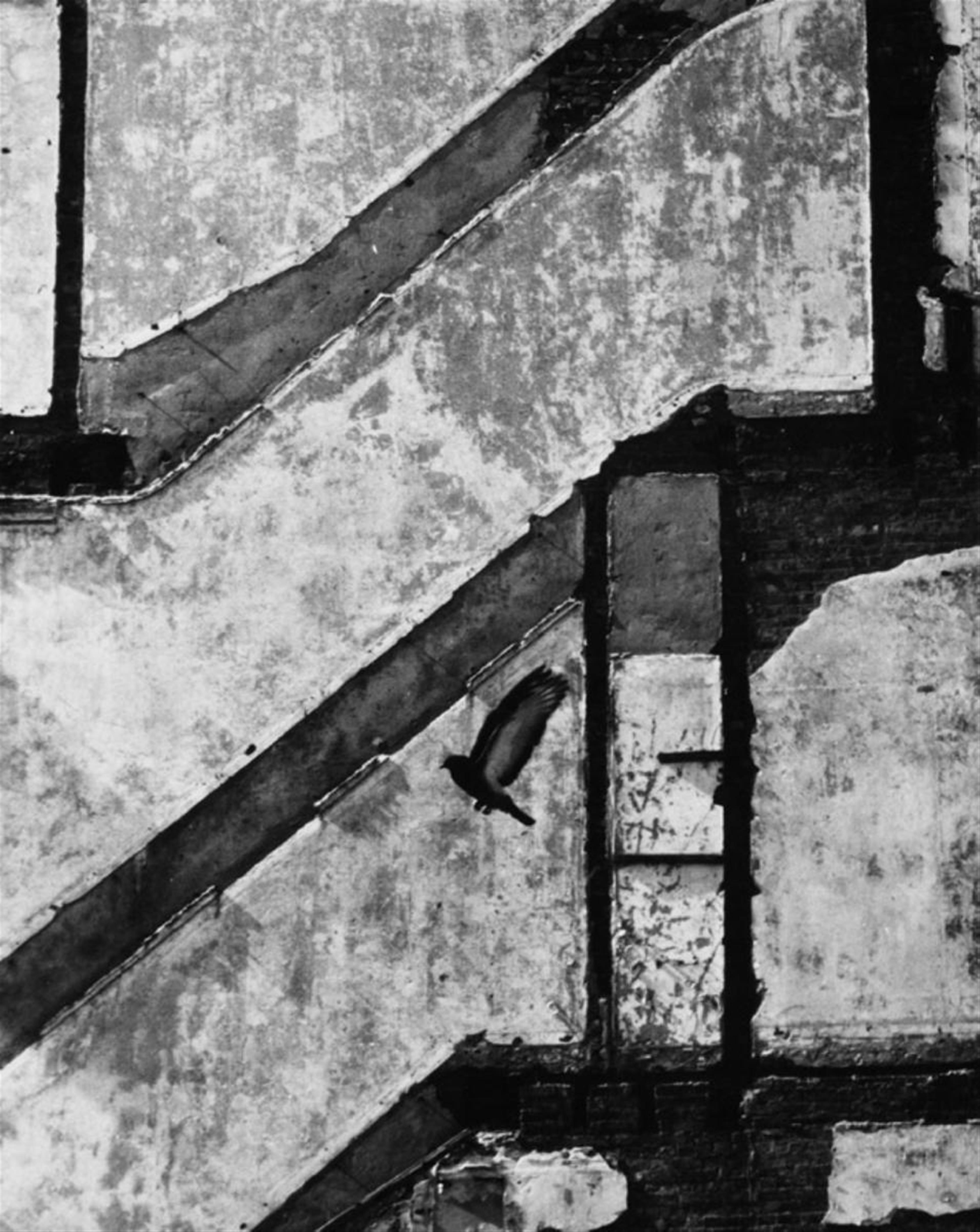 André Kertész - Landing Pigeon - image-1