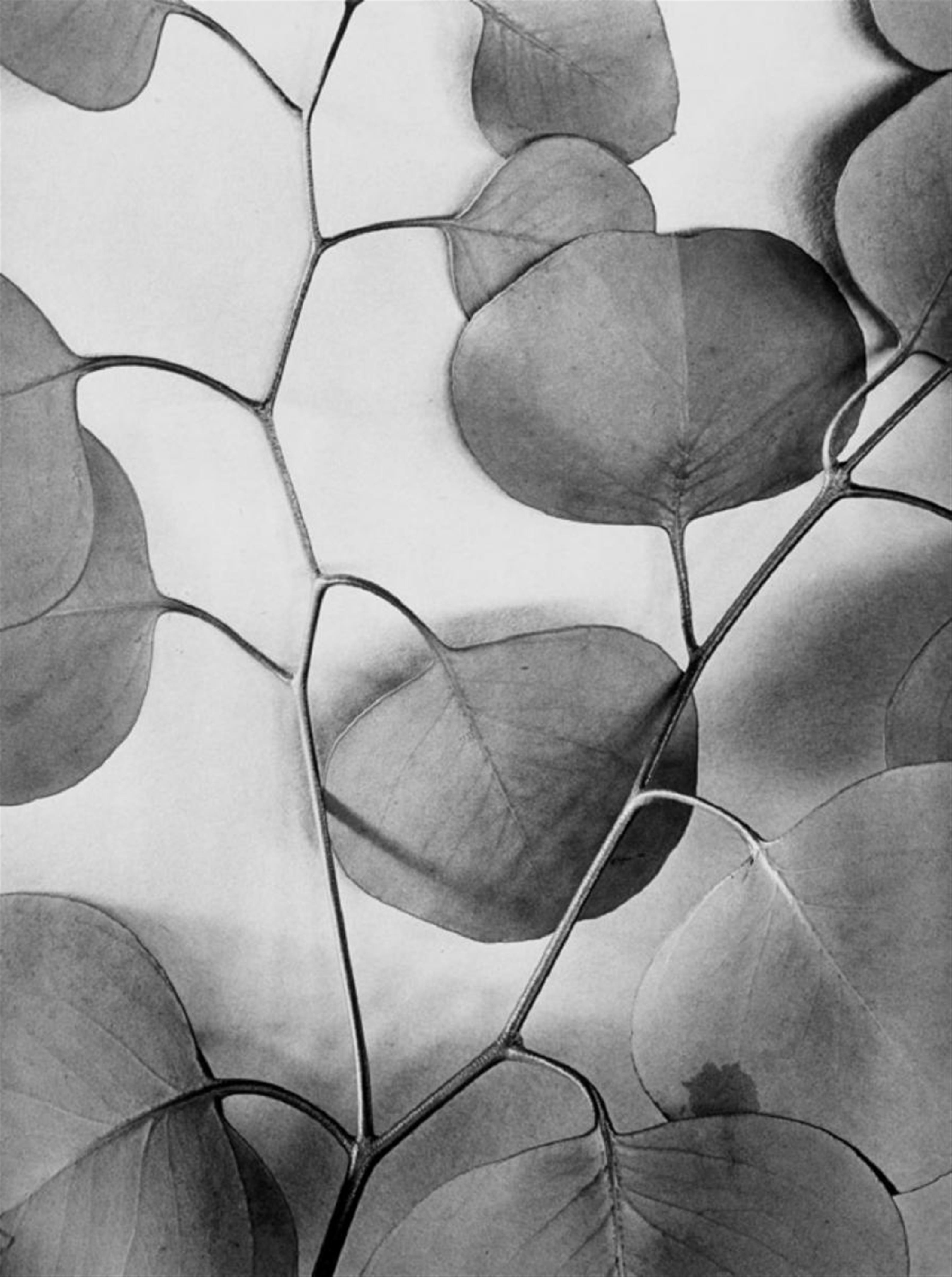 Alma R. Lavenson - Eucalyptus Leaves - image-1