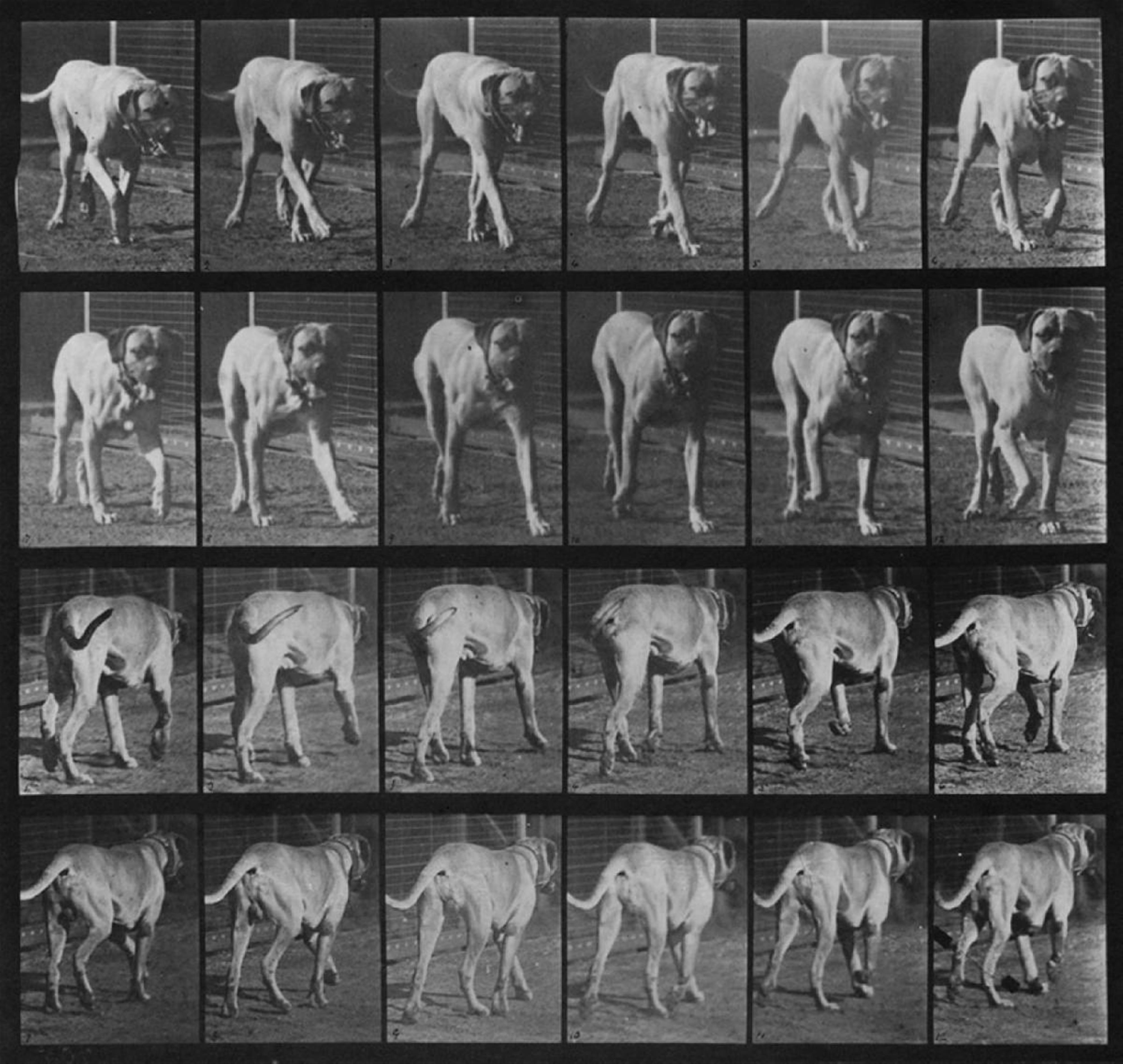 Eadweard Muybridge - Animal Locomotion, Plate 705 - image-1