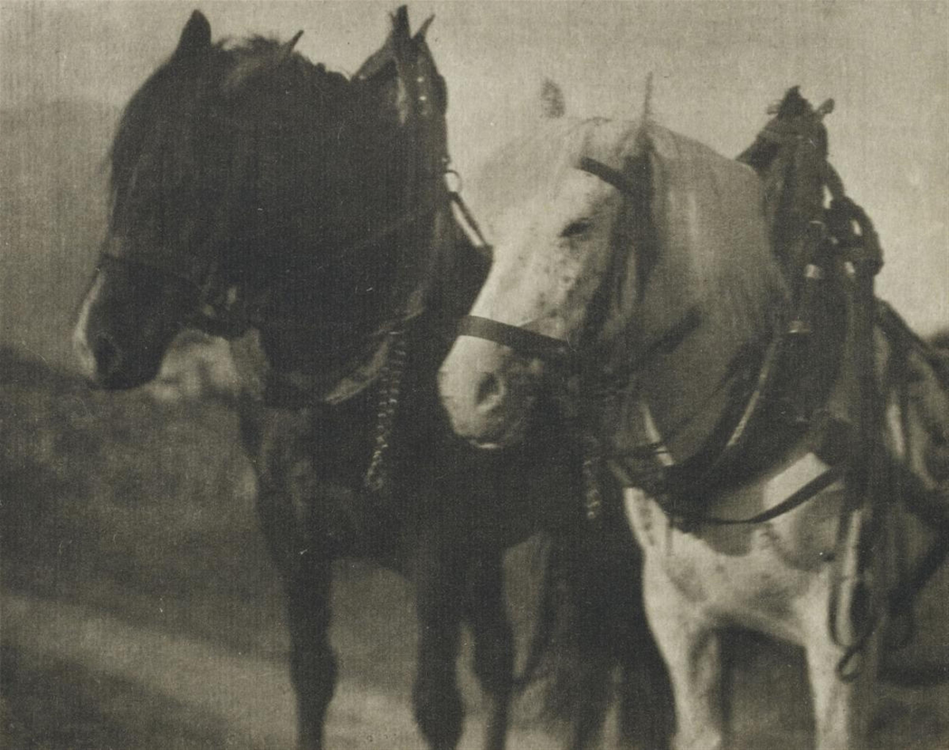Alfred Stieglitz - HORSES - image-1