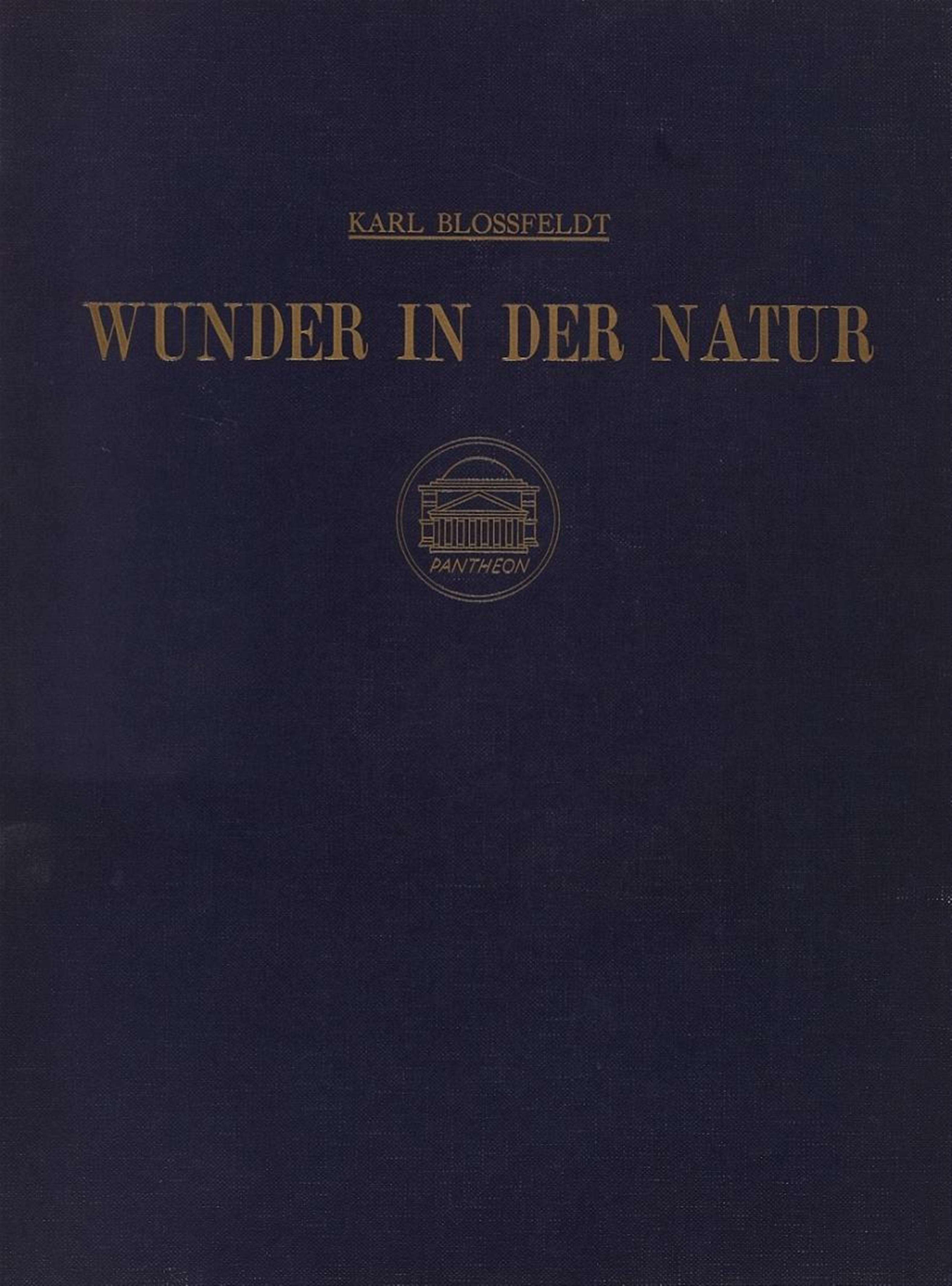 Karl Blossfeldt - WUNDER IN DER NATUR. BILD-DOKUMENTE SCHÖNER PFLANZENFORMEN - image-1