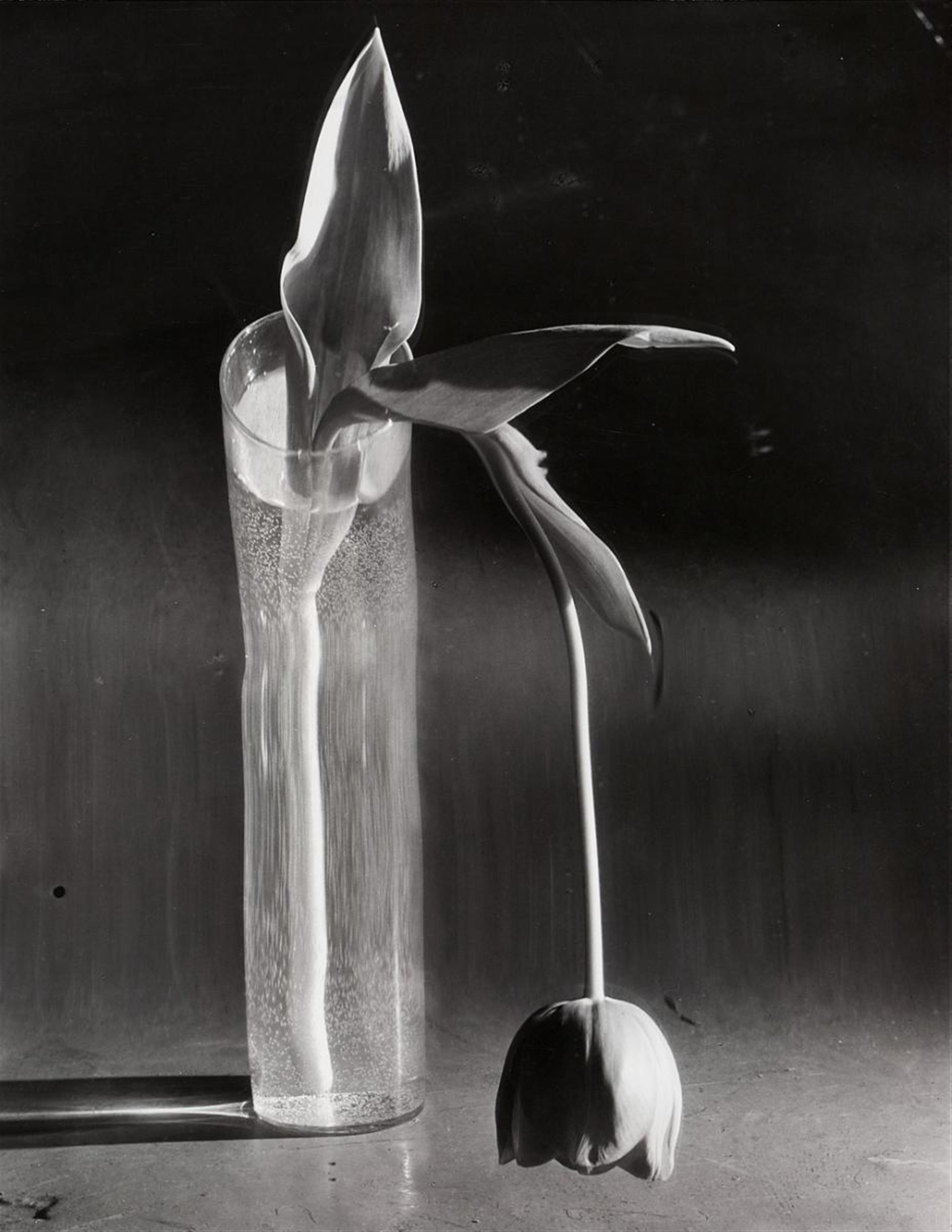 André Kertész - MELANCHOLIC TULIP - image-1