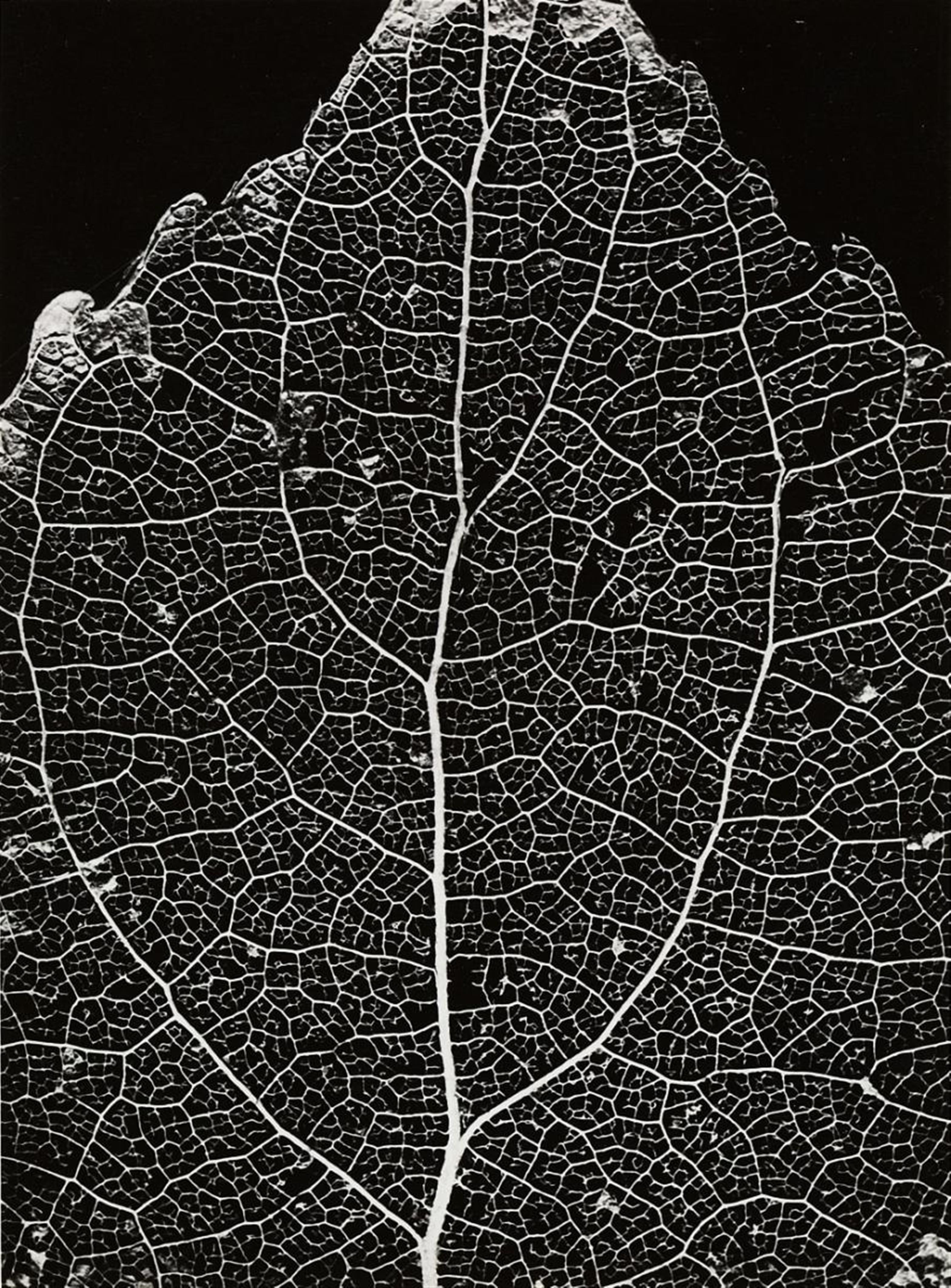 Alfred Ehrhardt - STRUCTURE OF A LIME TREE LEAF - image-1