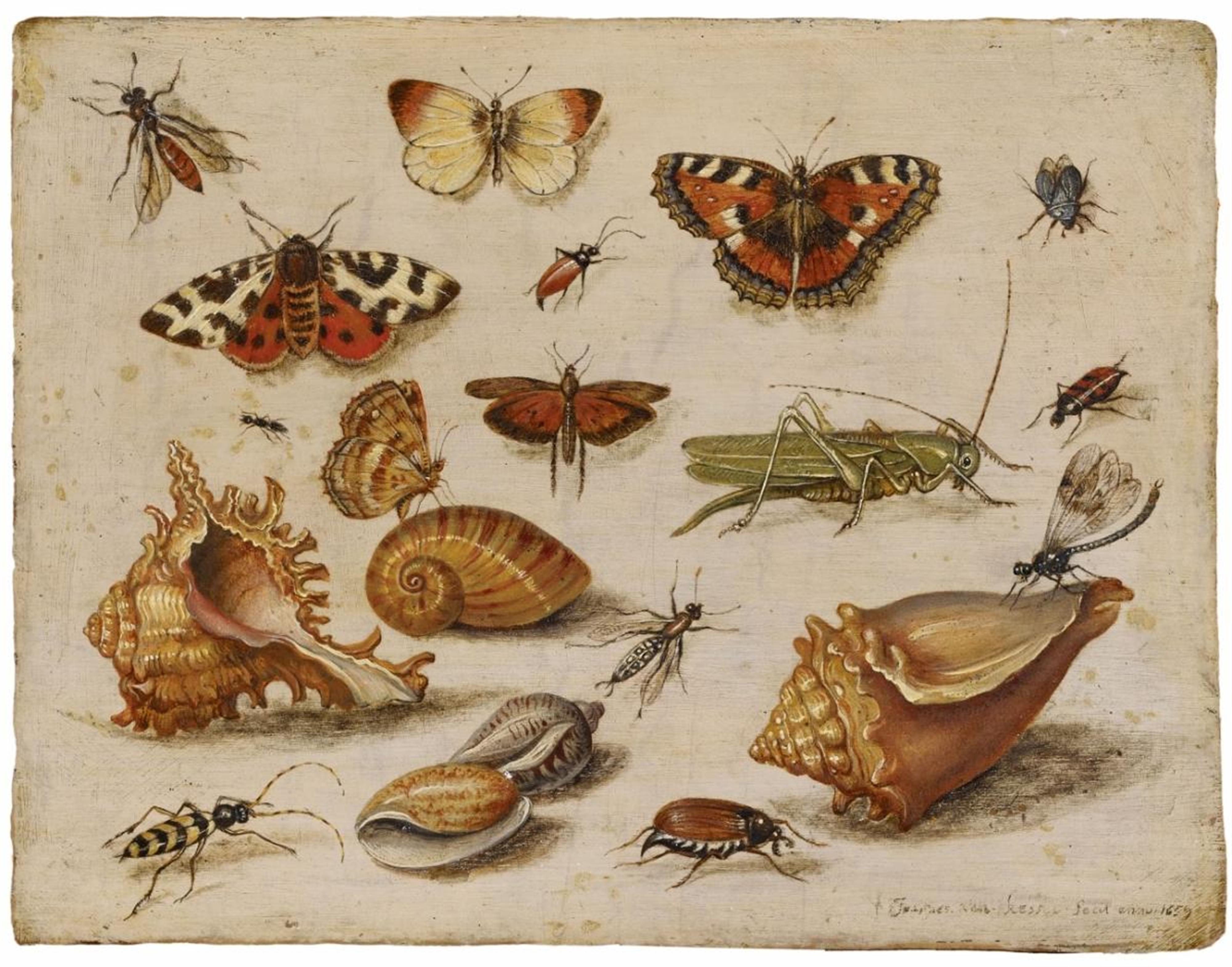 Jan van Kessel d. Ä., zugeschrieben - INSEKTEN, MUSCHELN UND SCHMETTERLINGE - image-1
