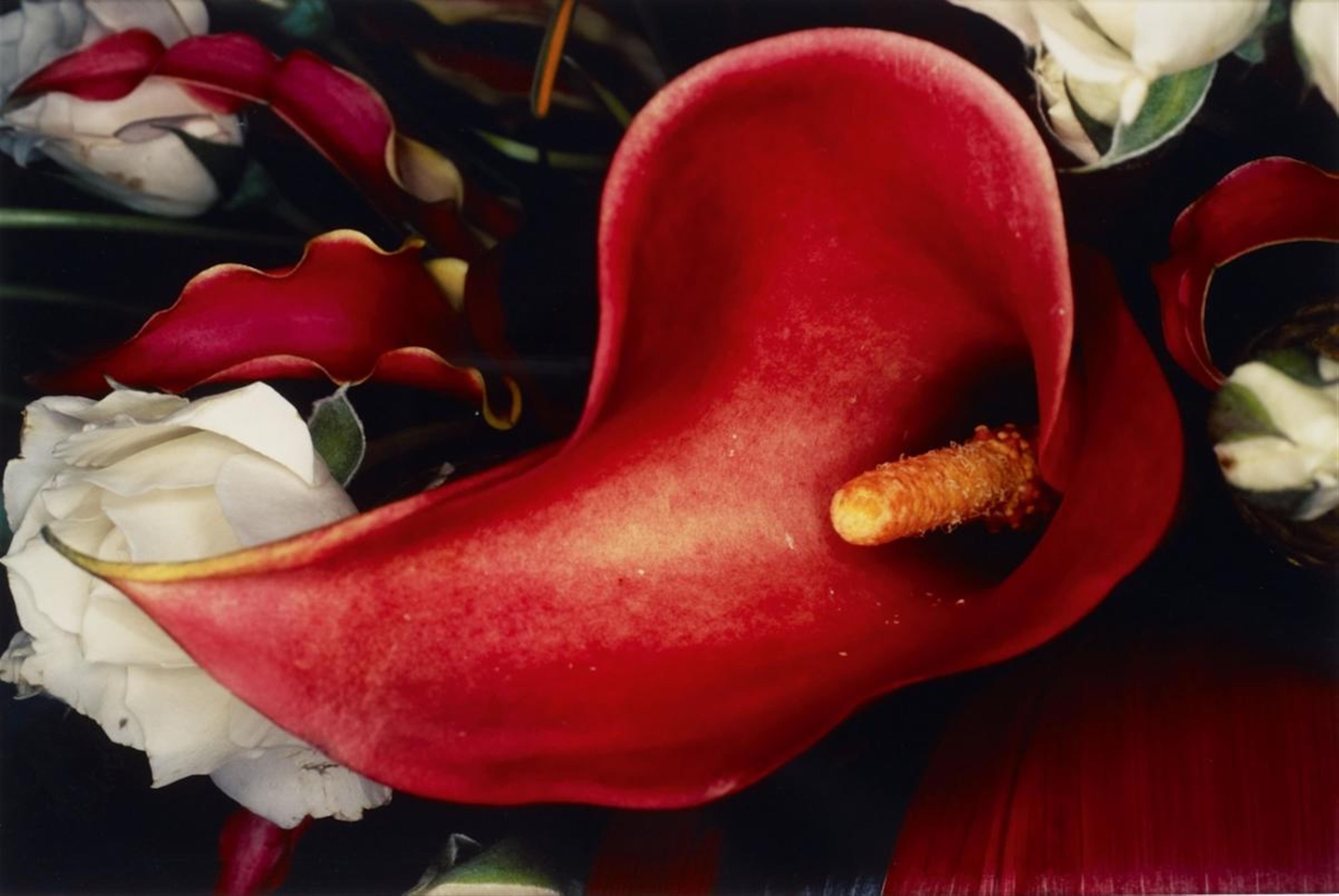 Nobuyoshi Araki - Ohne Titel (aus der Serie: Flowers) - image-1