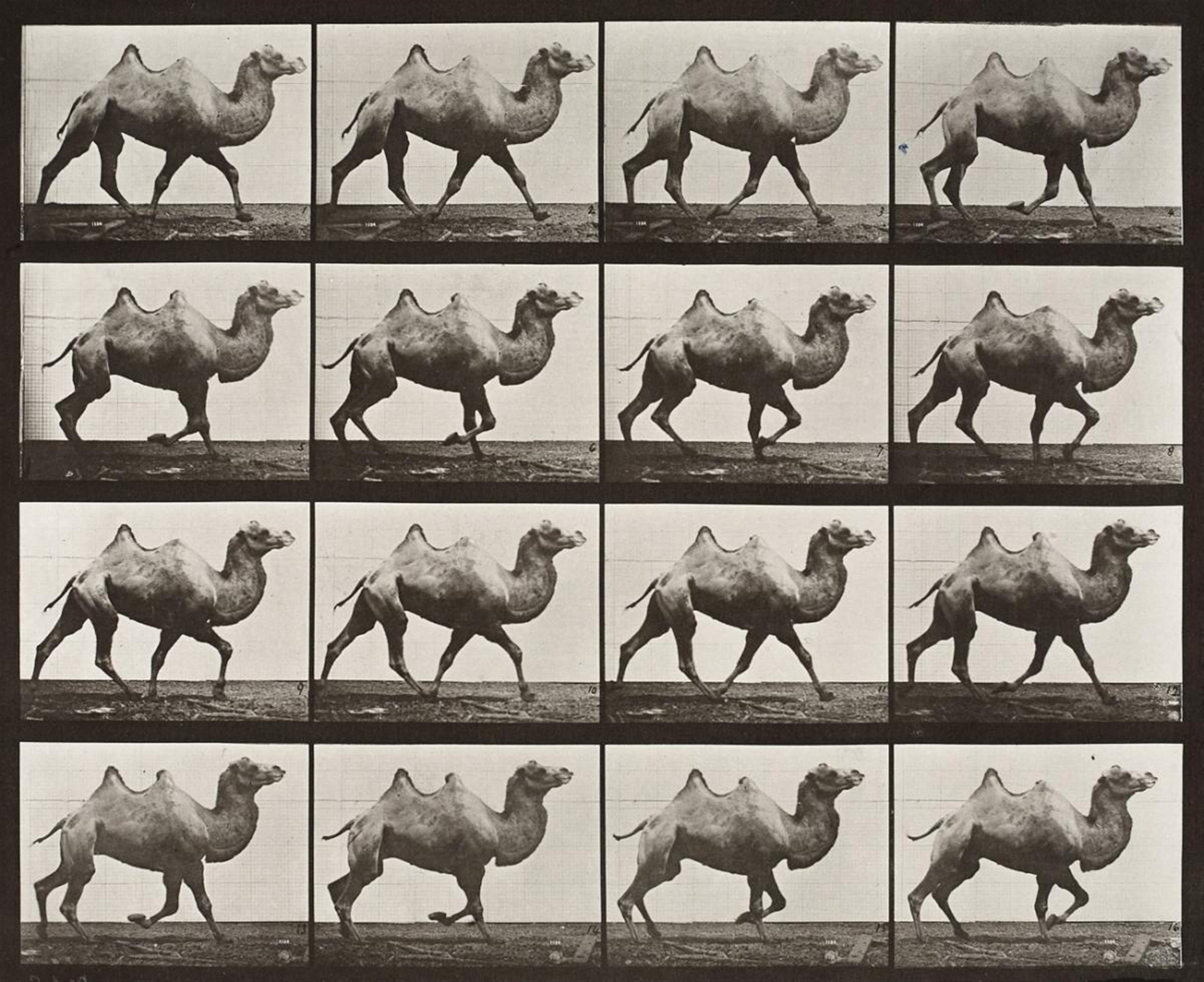 Eadweard Muybridge - Bactrian camel racking - image-1