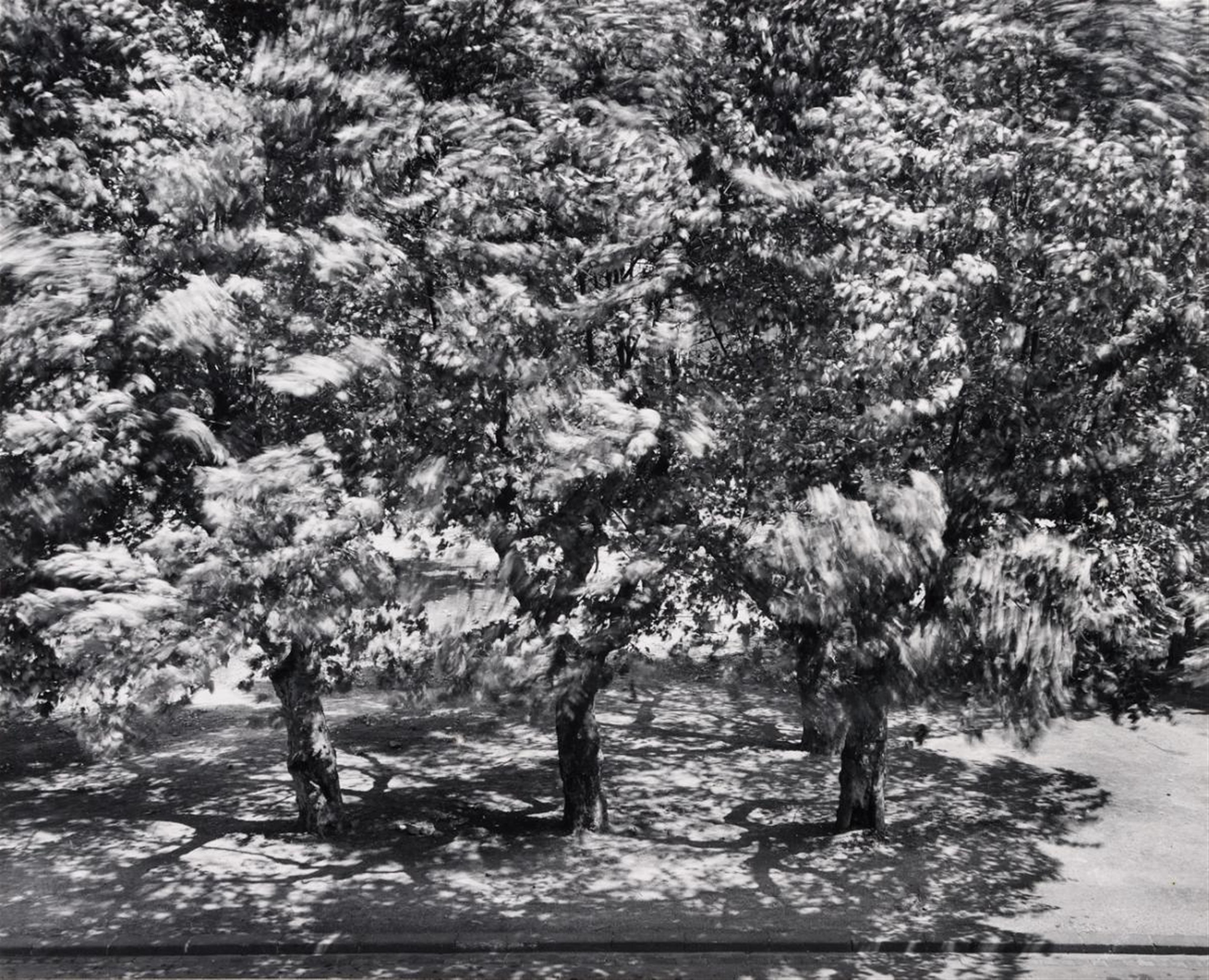 Otto Steinert - Trees in front of my window II - image-1