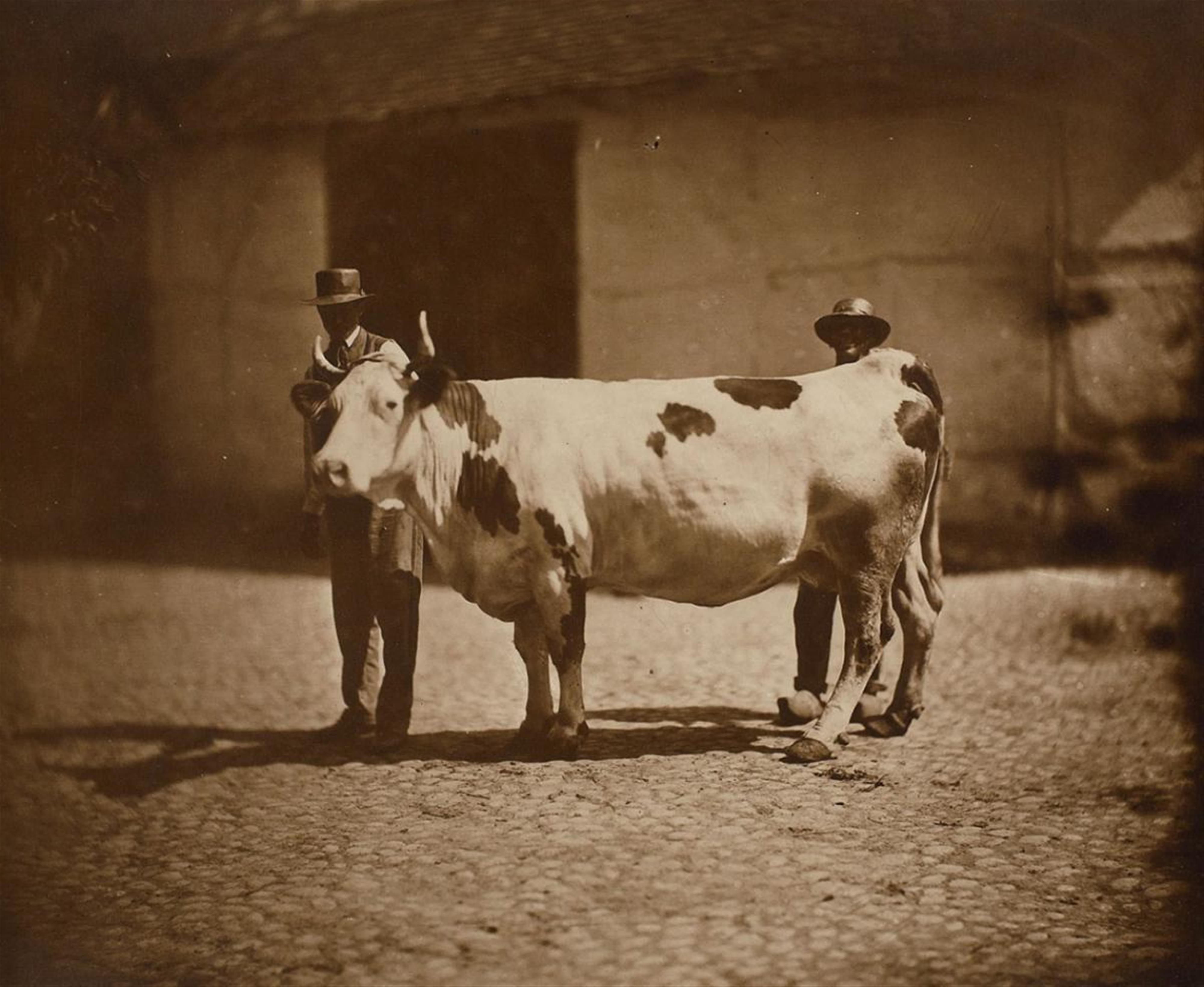 Adolphe Braun - Untitled (from the series: Animaux de ferme) - image-1