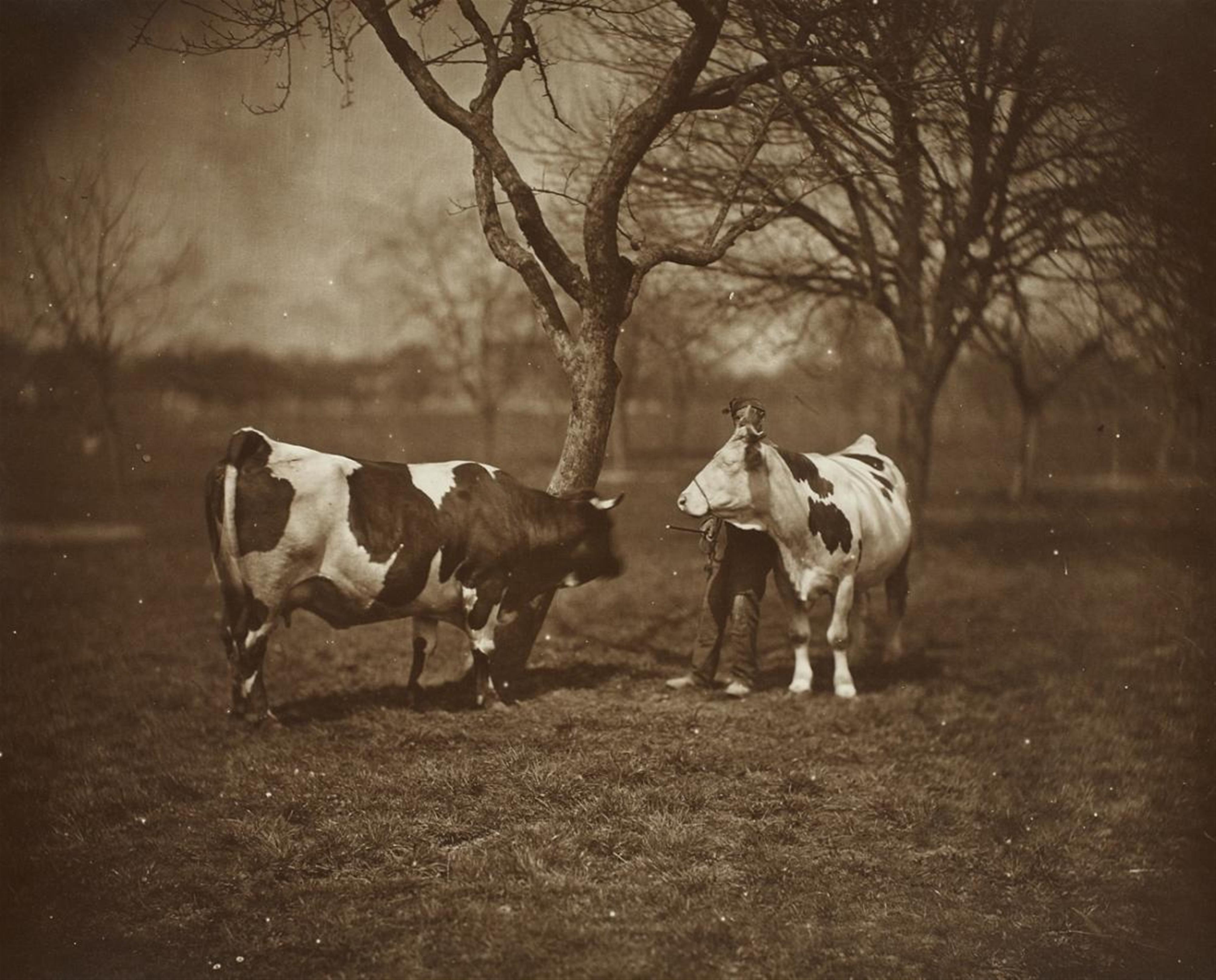 Adolphe Braun - Untitled (from the series: Animaux de ferme) - image-3