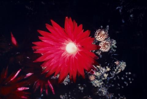 Nobuyoshi Araki - Flower of Higanbana (from the series: The Flowers from the other World)