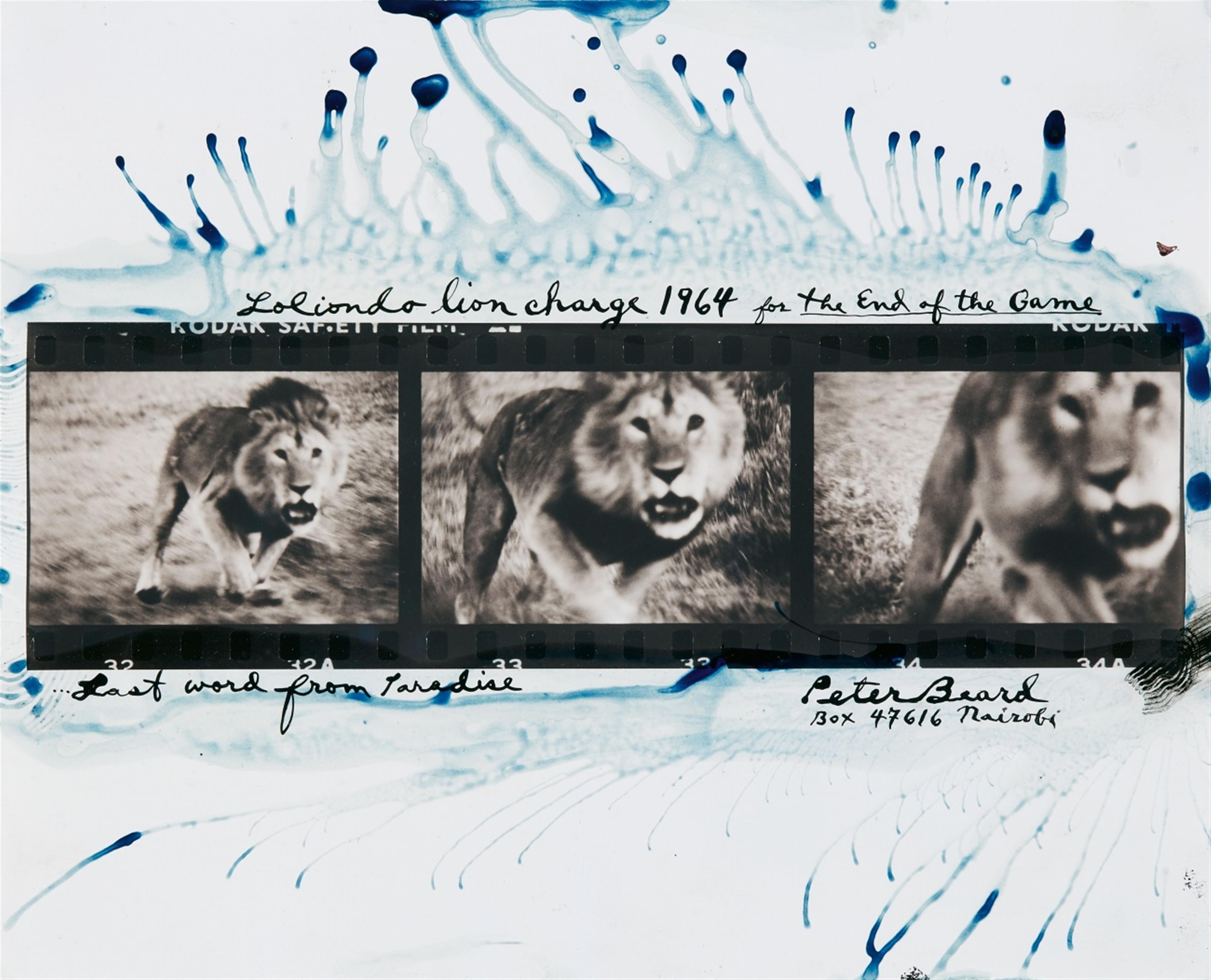 Peter Beard - Loliondo Lion Charge (aus der Serie: The End of the Game)