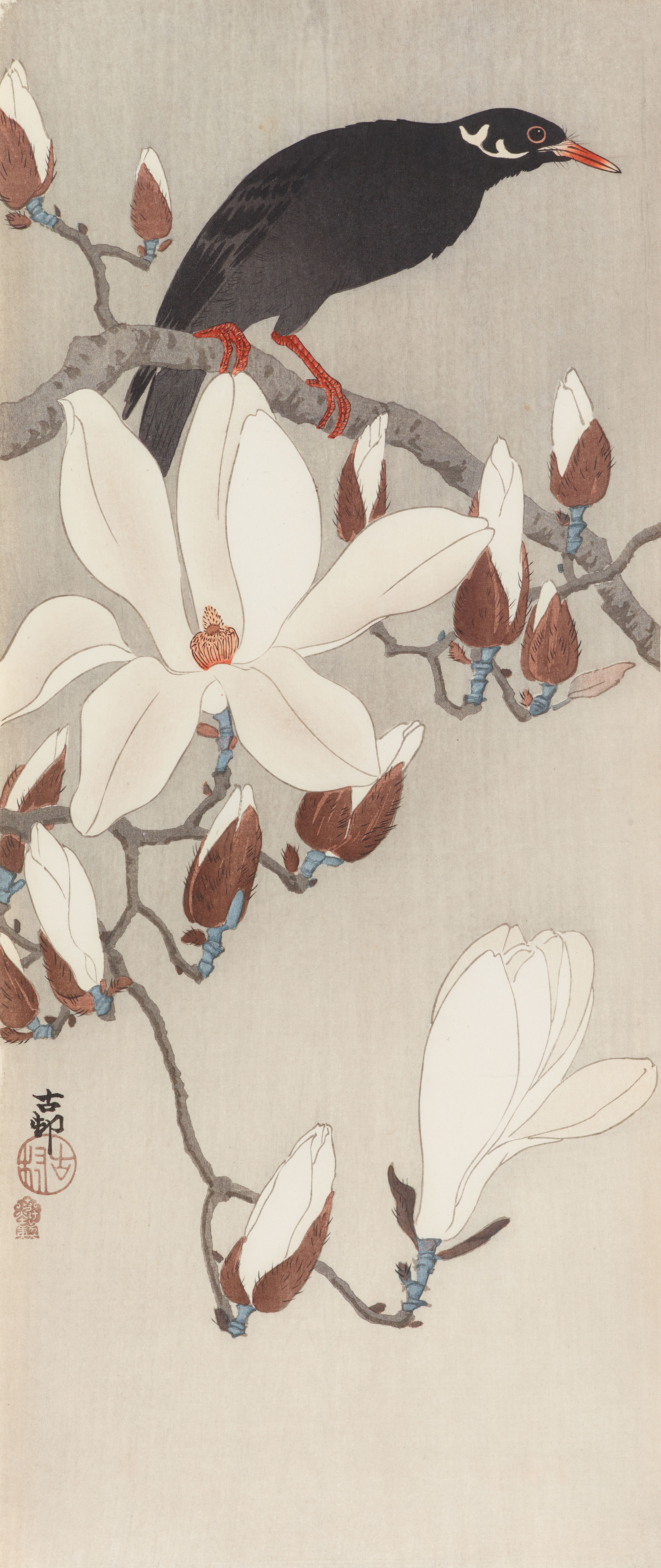 Koson Ohara - Koson Ohara (1877-1945) Naga-ôban. Maina auf einem blühenden Magnolienzweig.